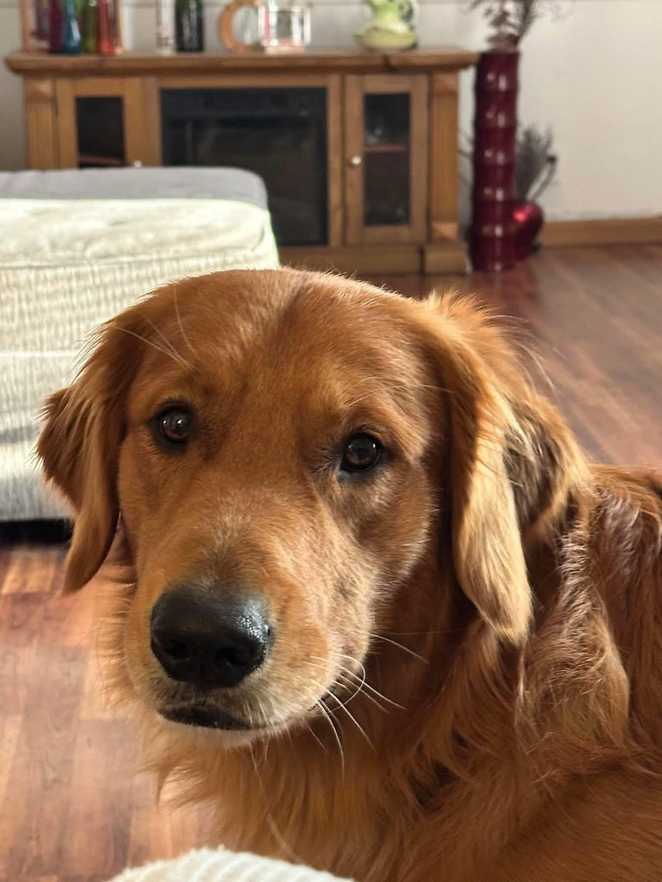 Puppy nutrition and care