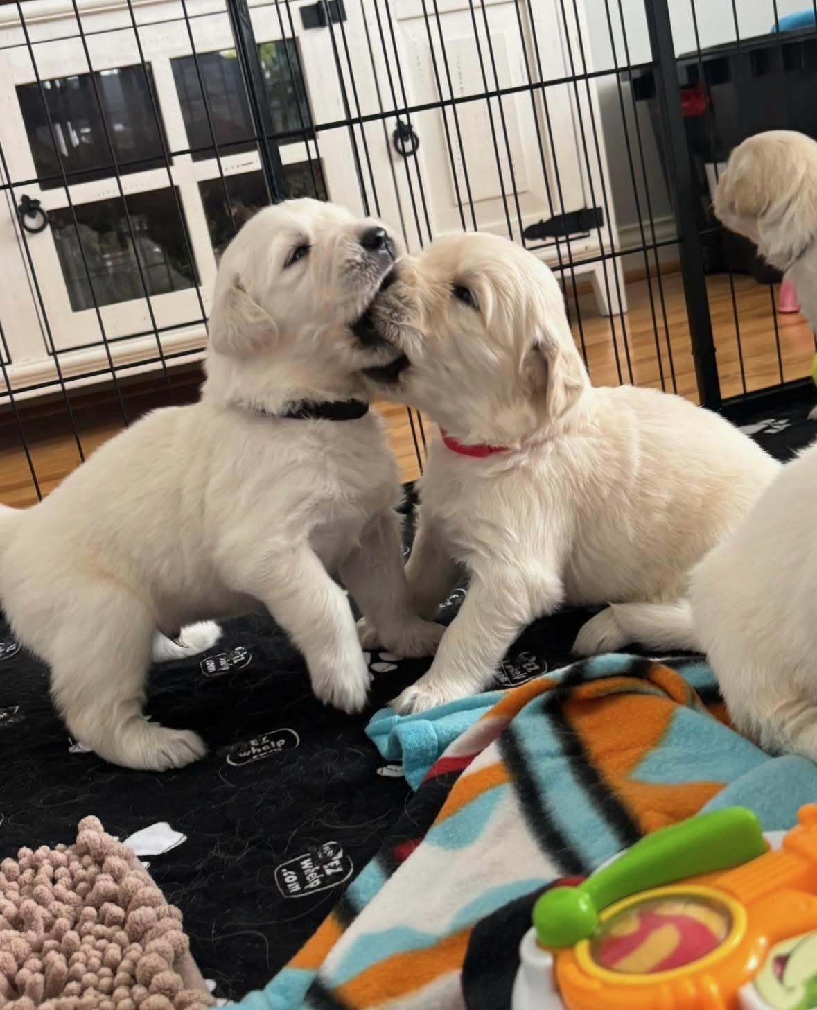 Evening at the Estate