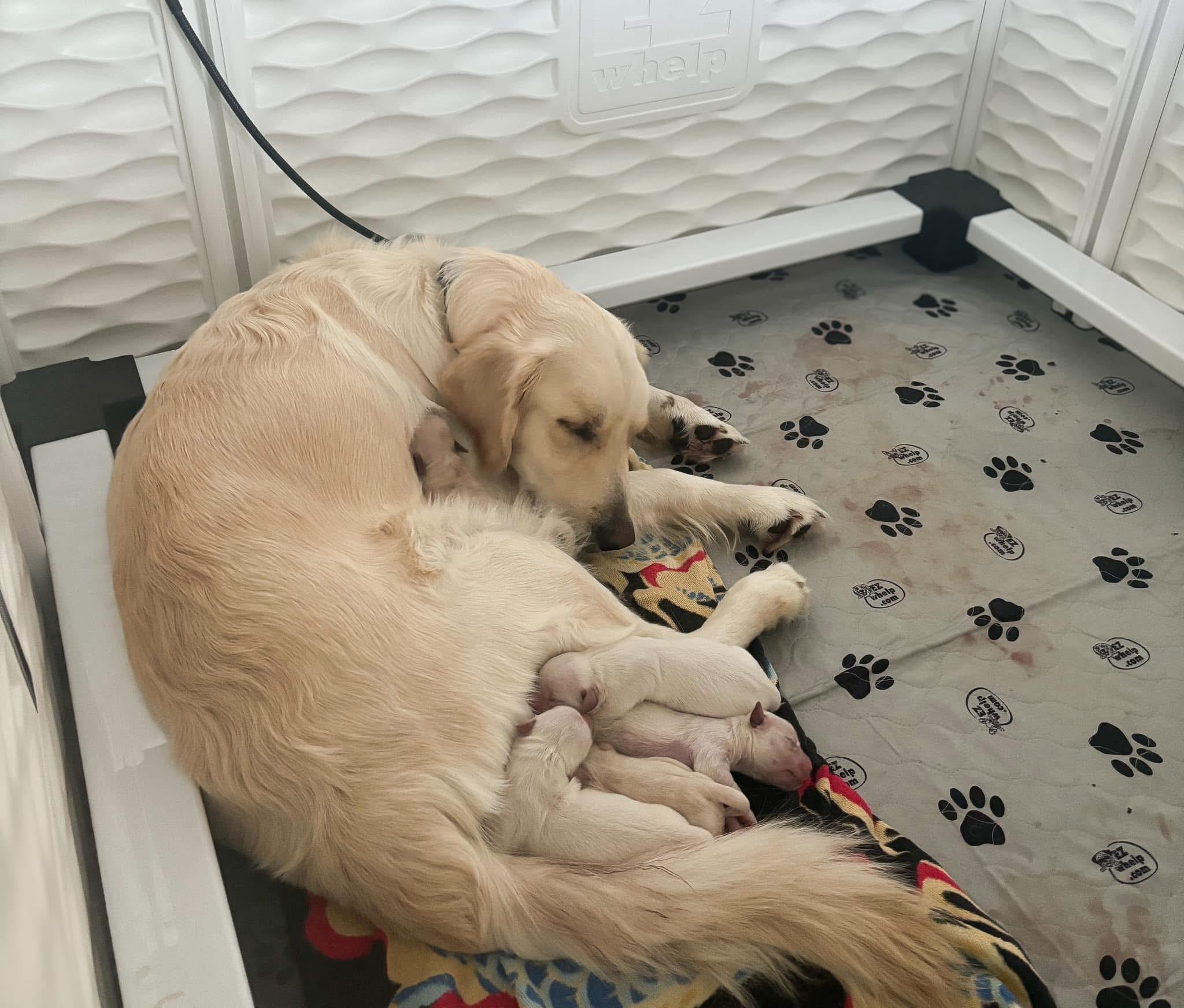 The Pinnacle of Companionship