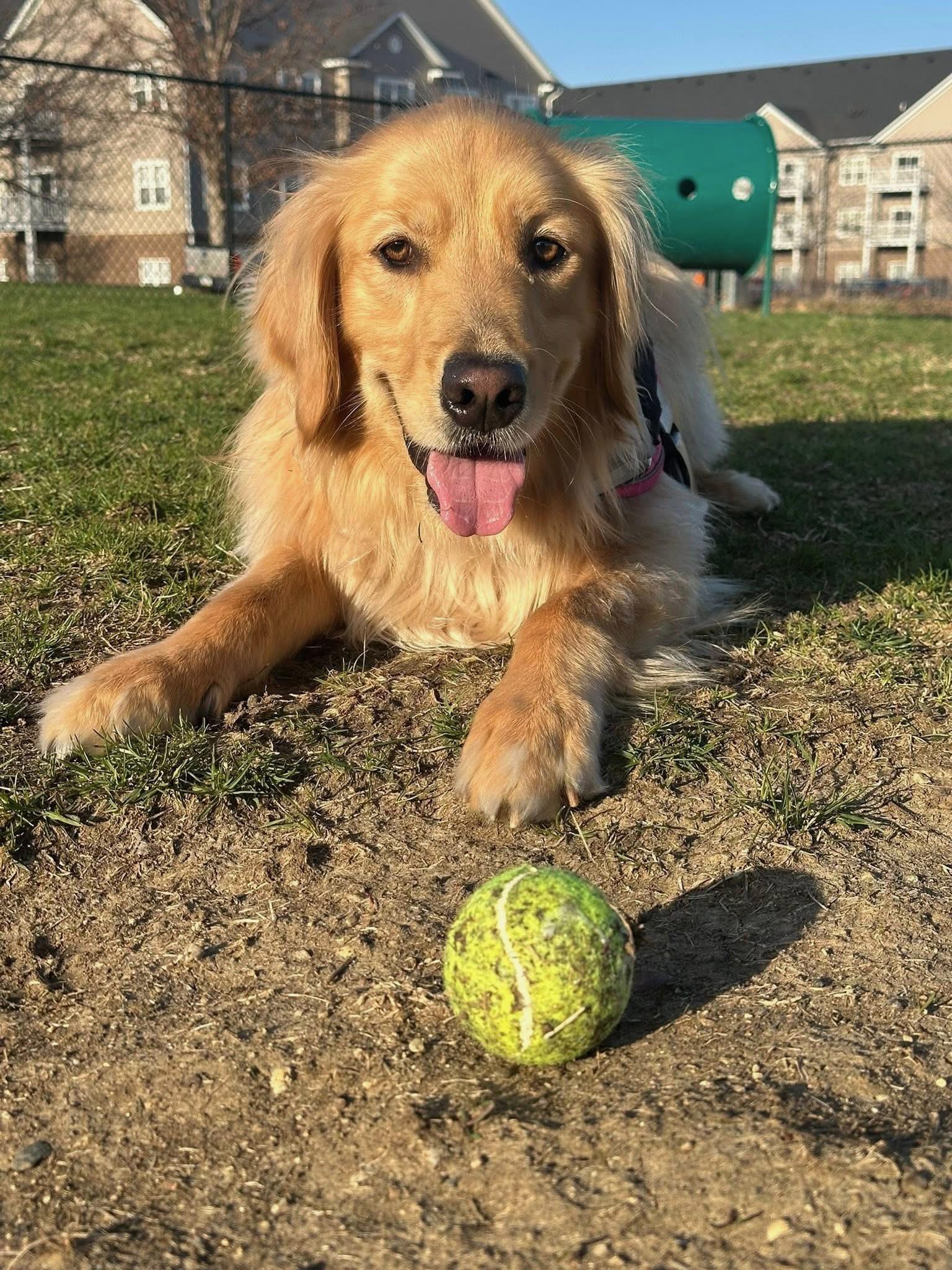Golden Retriever