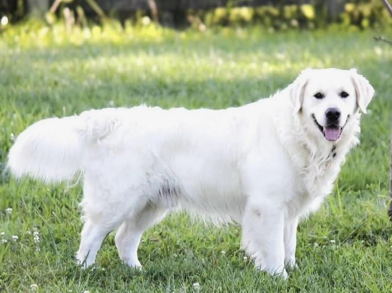 Bentley(Goldenrod Maximus)