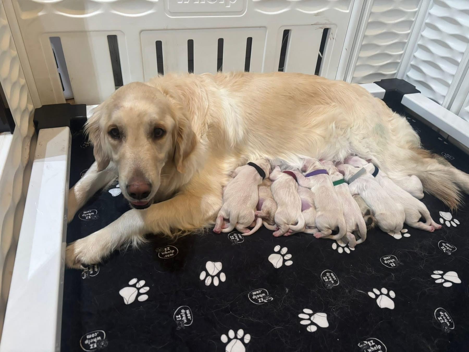 Remington (Silken Duchess)