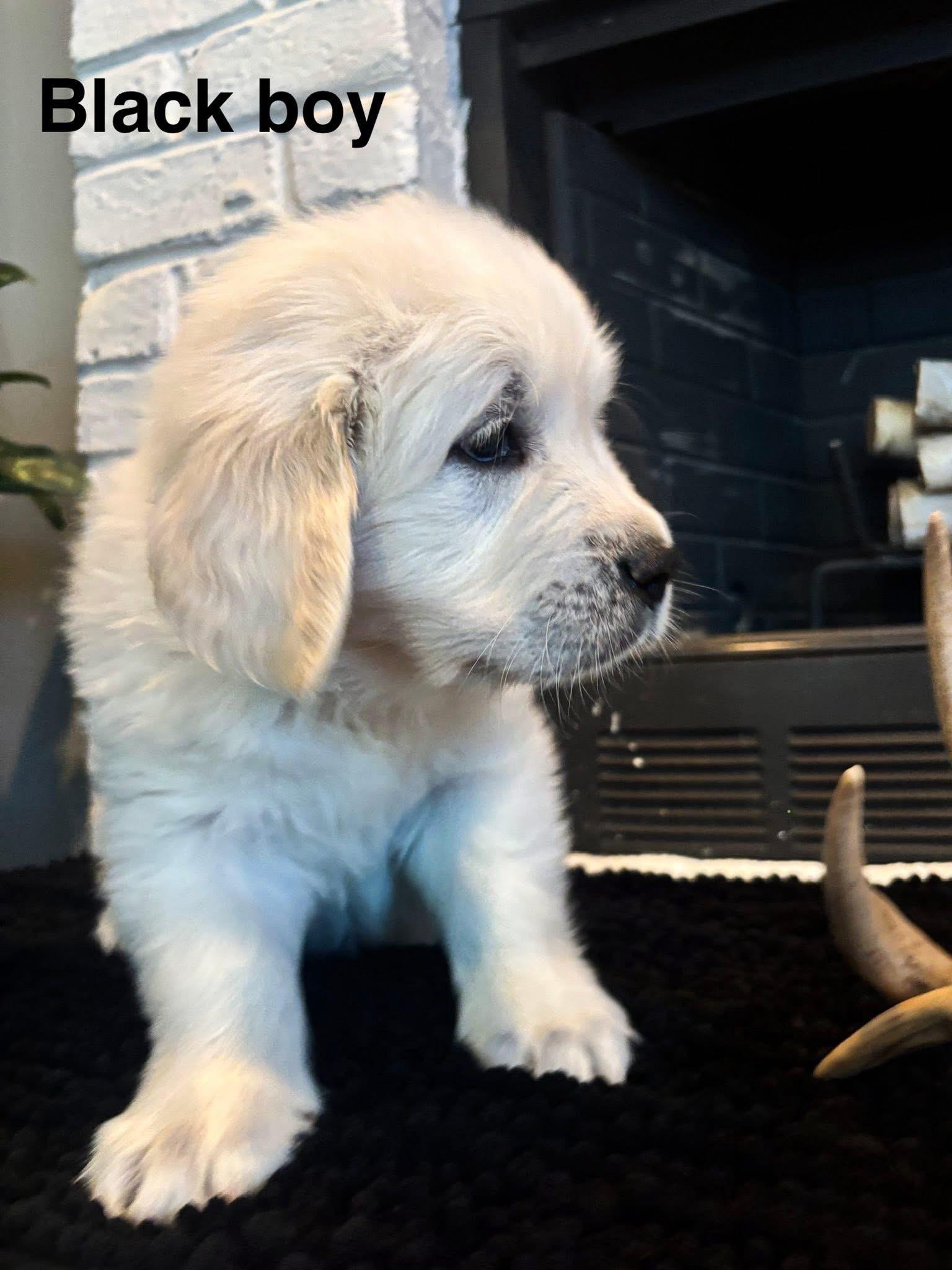 Black boy - Golden Retriever Puppy