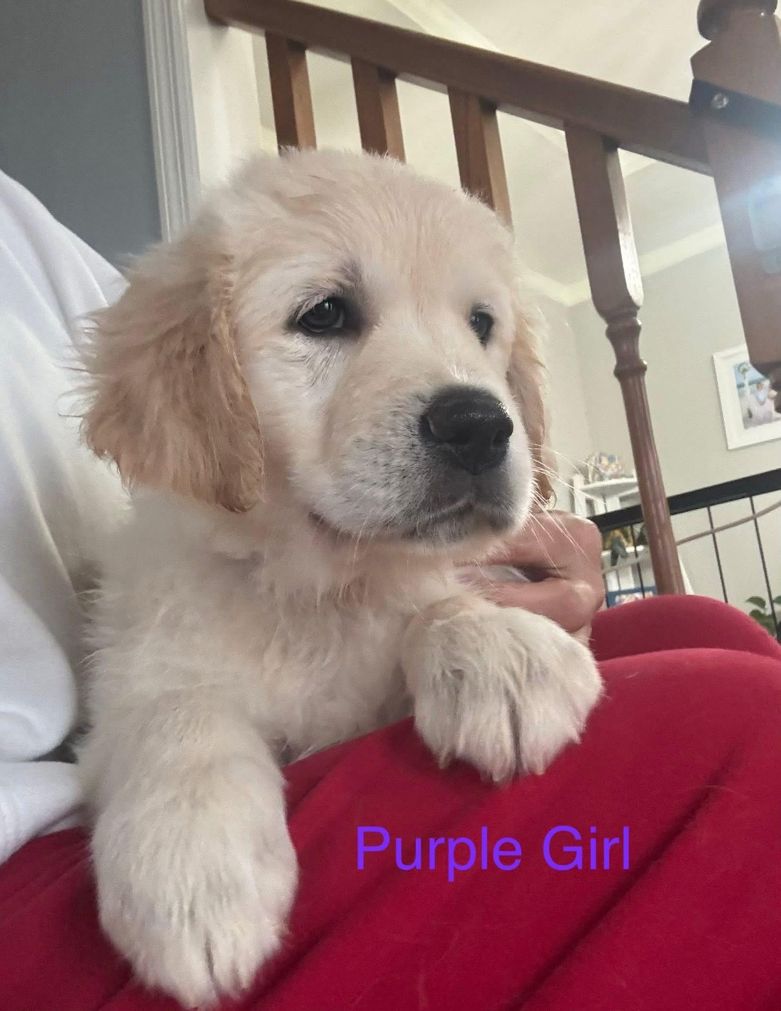 Elite Golden Retriever - Purple girl - Wexler's Retrievers