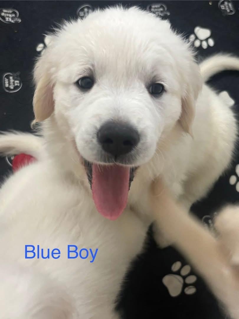 Elite Golden Retriever - Blue boy - Wexler's Retrievers