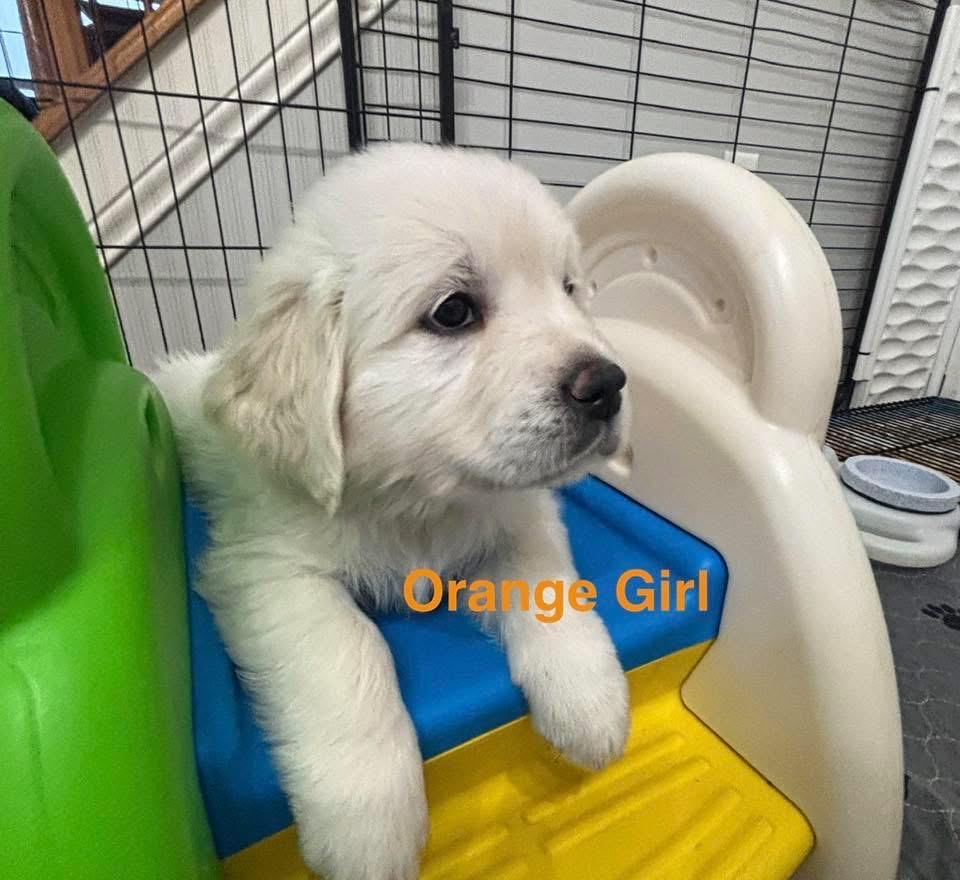 Elite Golden Retriever - Orange girl - Wexler's Retrievers