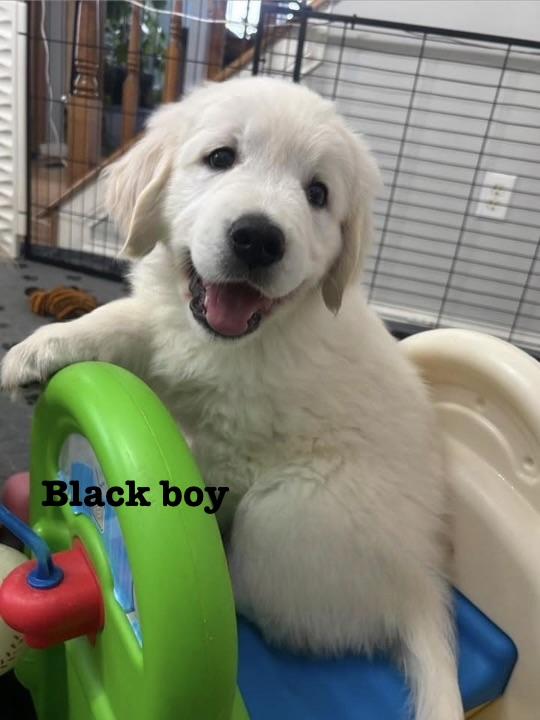 Elite Golden Retriever - Black boy - Wexler's Retrievers