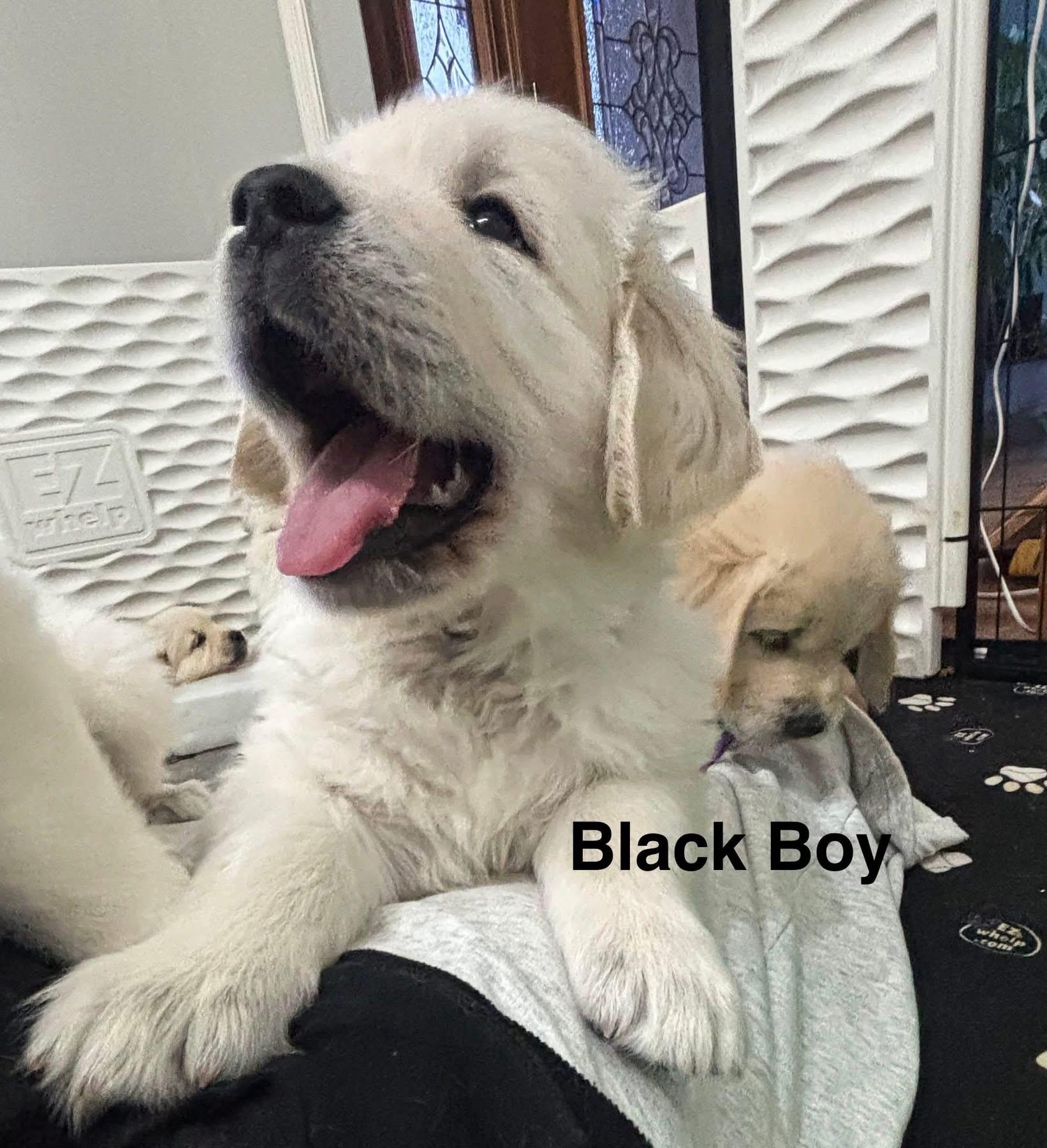 Black boy Golden Retriever Puppy Gallery Image 2