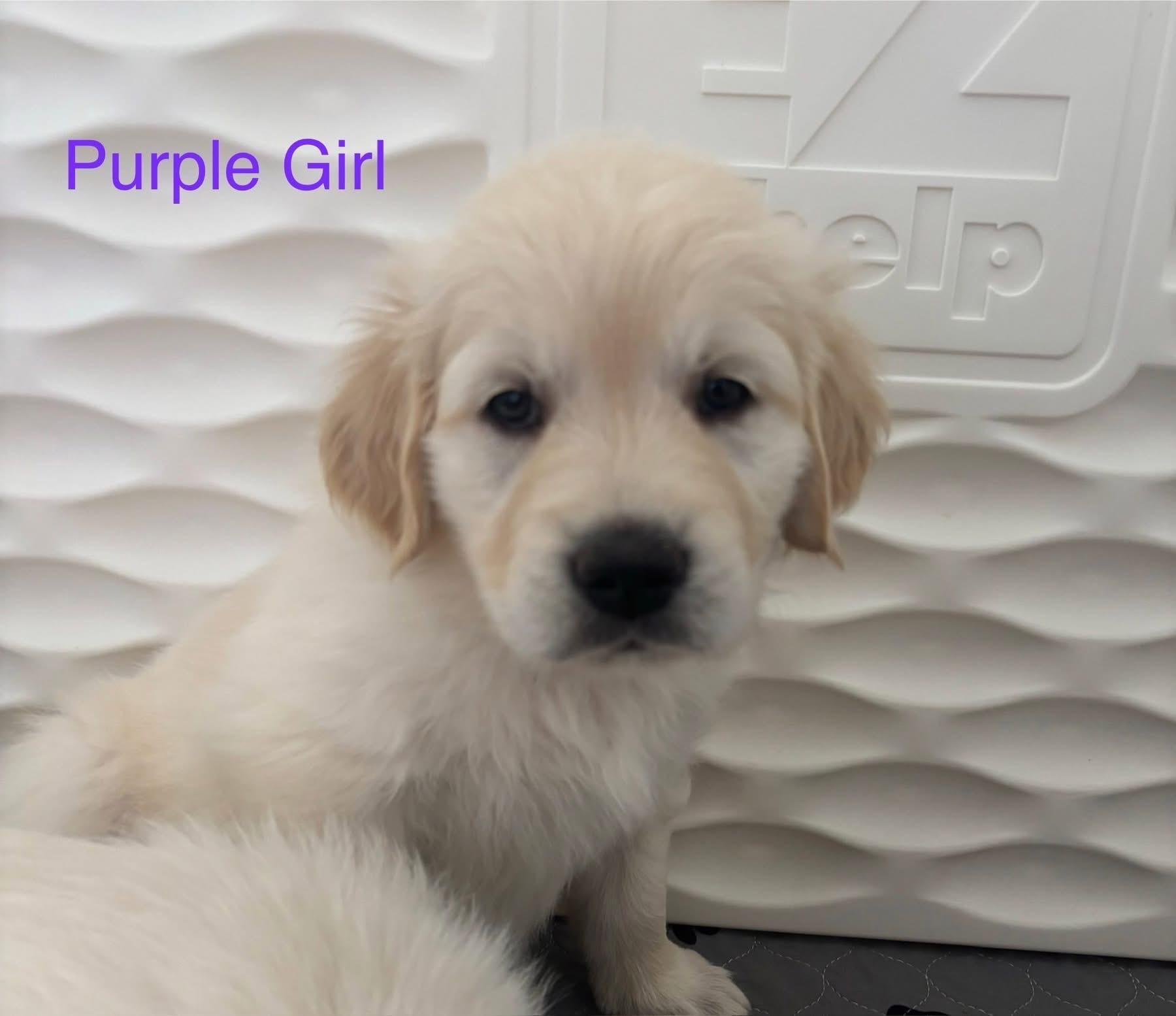 Purple girl Golden Retriever Puppy Gallery Image 2