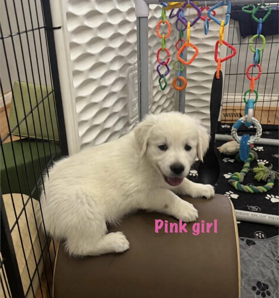 Elite Golden Retriever - Pink girl - Wexler's Retrievers