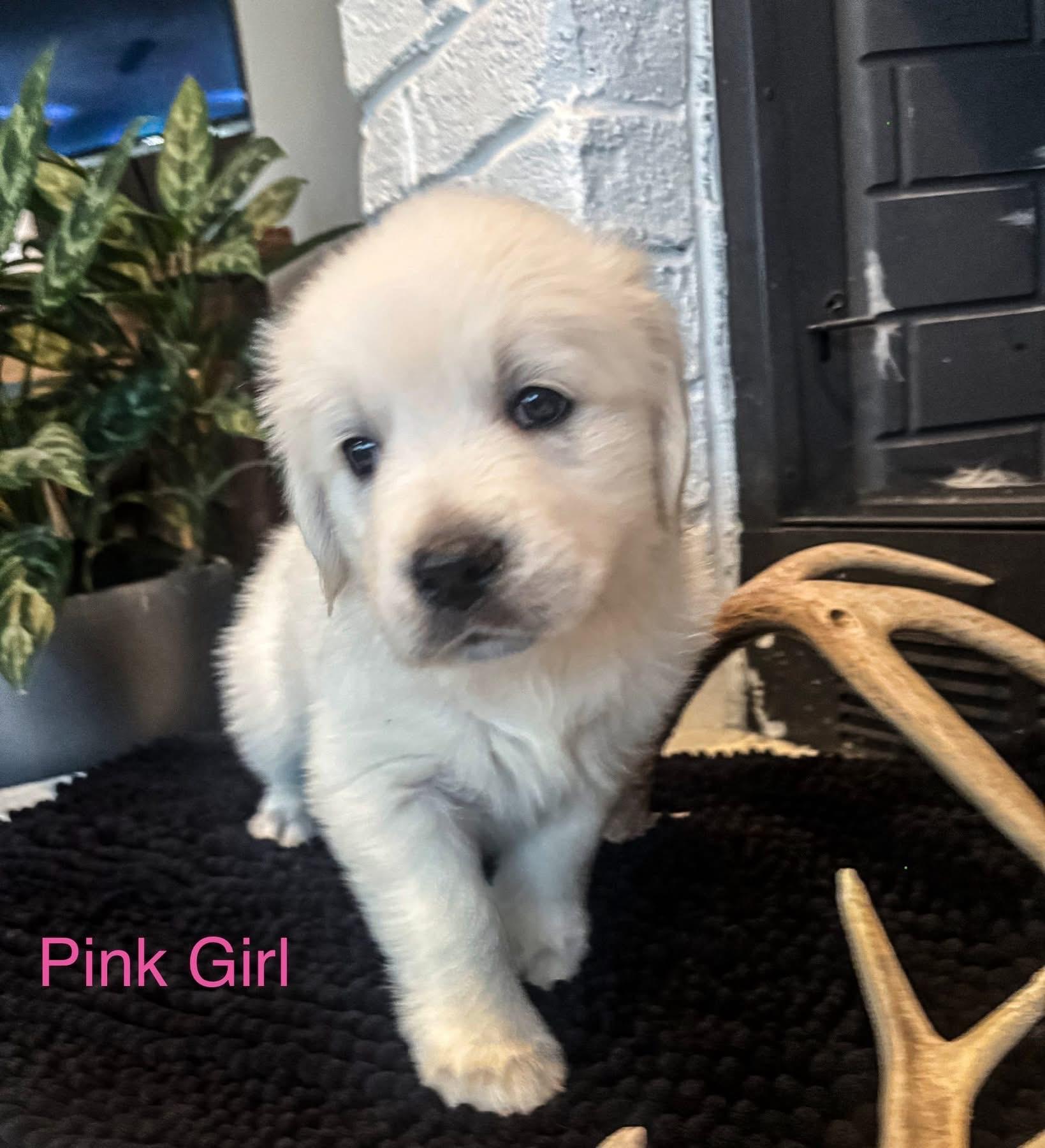 Pink girl Golden Retriever Puppy Gallery Image 2