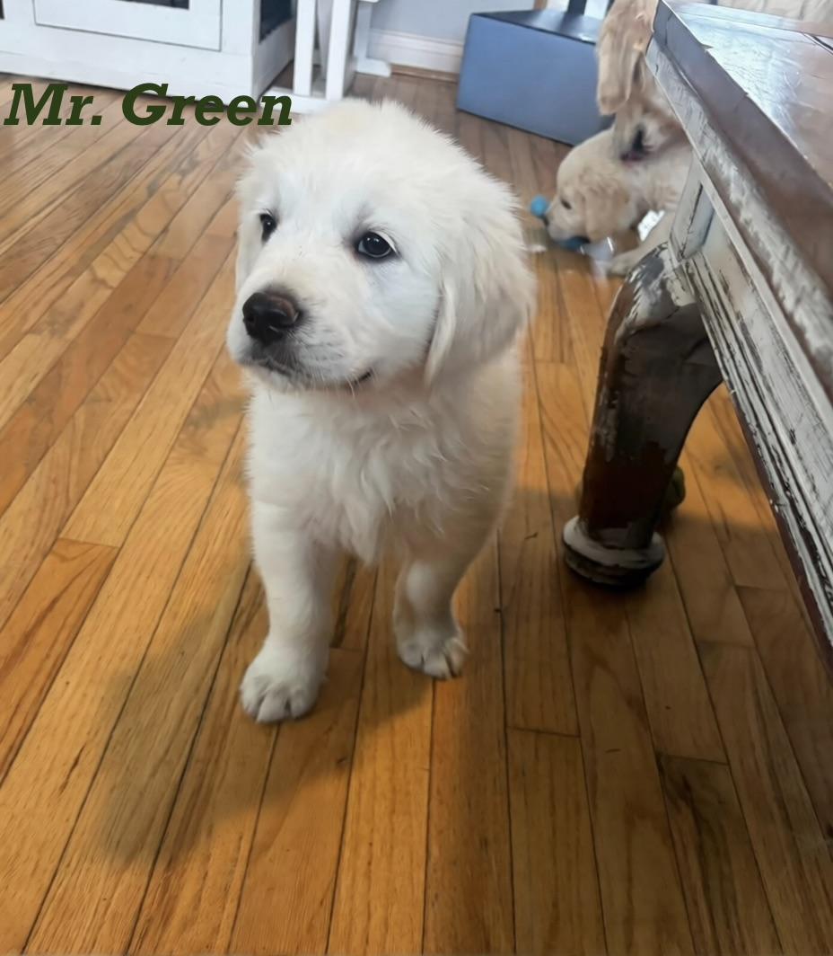 Elite Golden Retriever - Mr. Green - Wexler's Retrievers