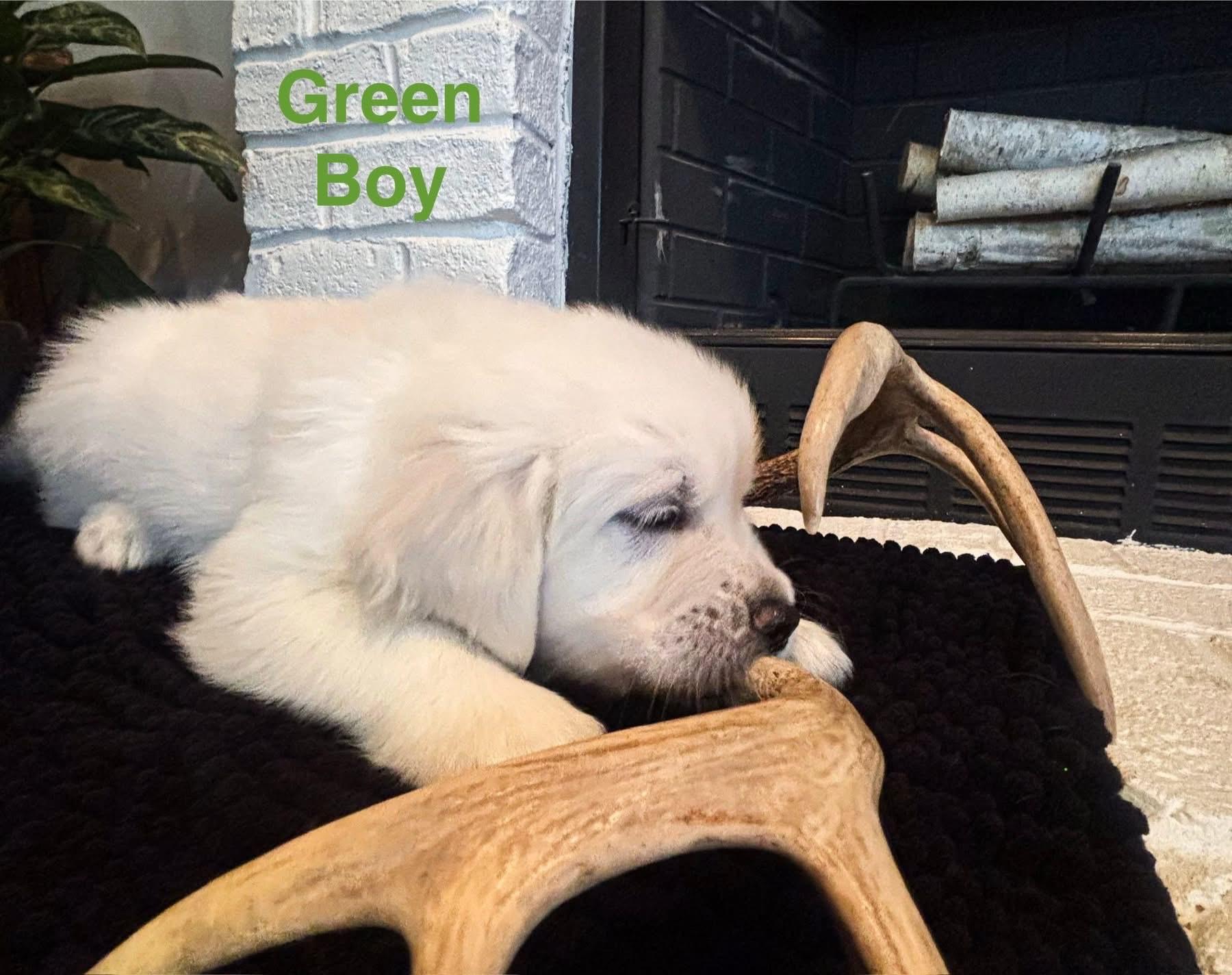 Mr. Green Golden Retriever Puppy Gallery Image 2