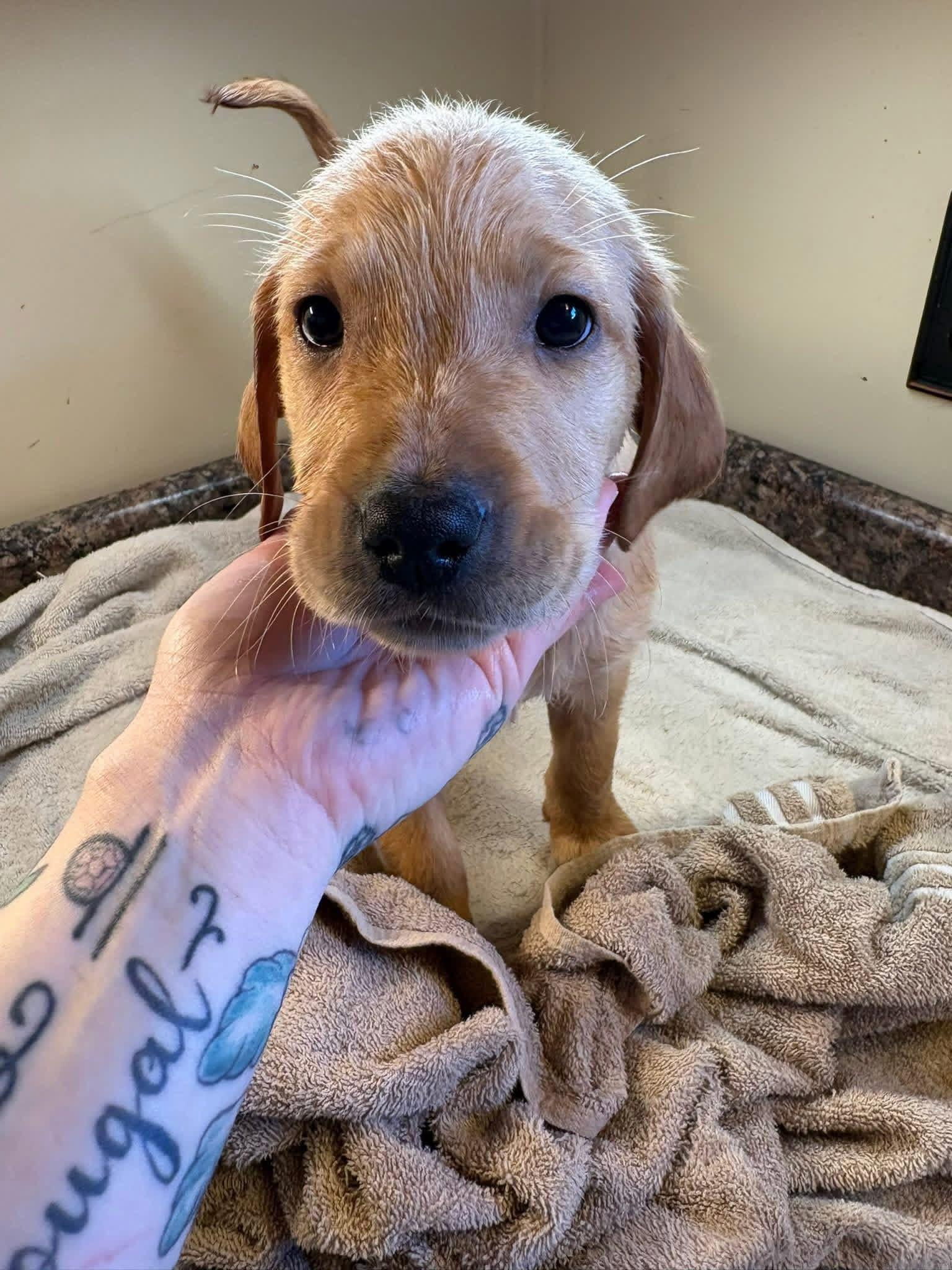 Elite Golden Retriever - Red Collar(Tod) - Wexler's Retrievers