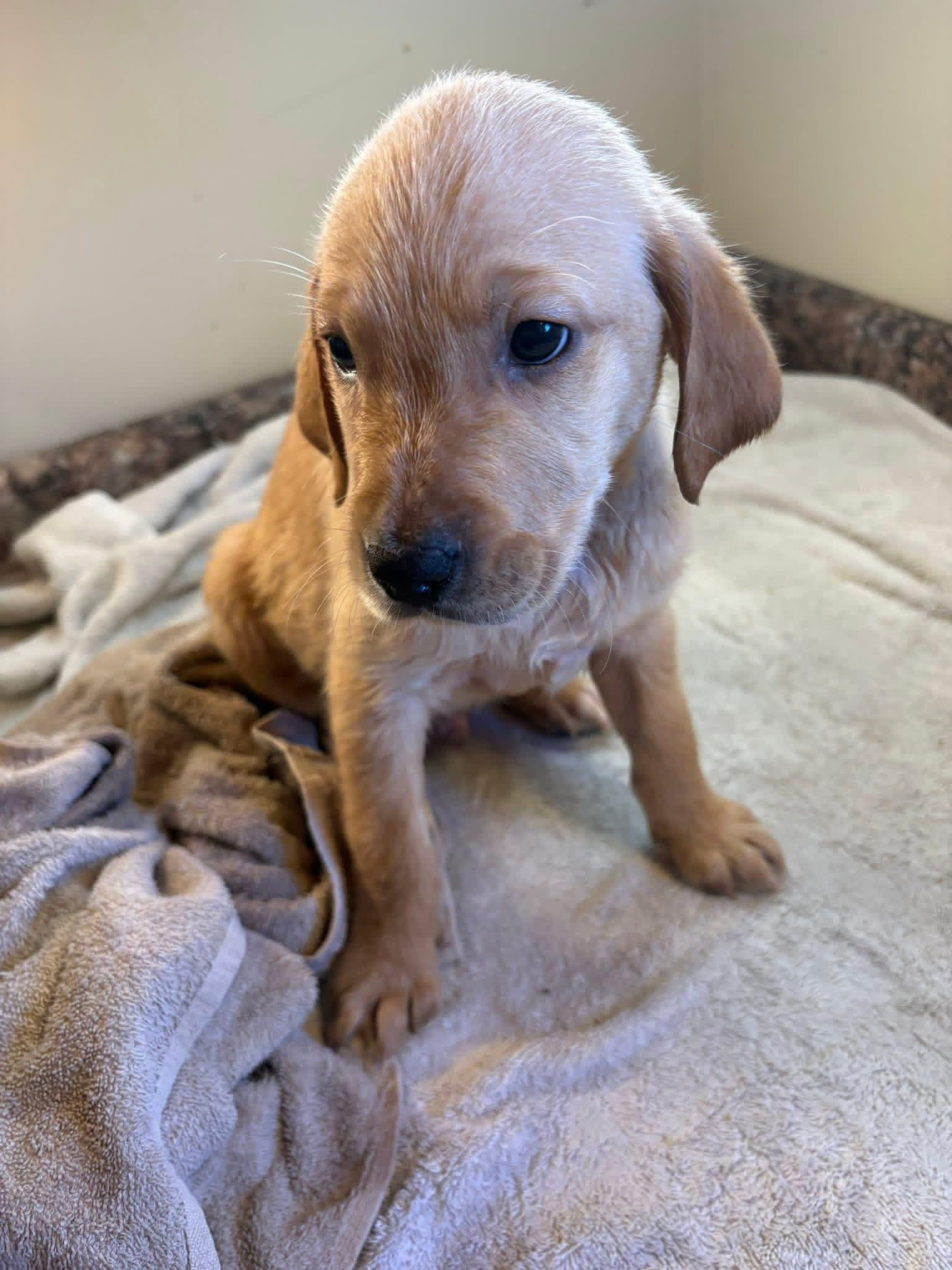 Red Collar(Tod) Golden Retriever Puppy Gallery Image 2