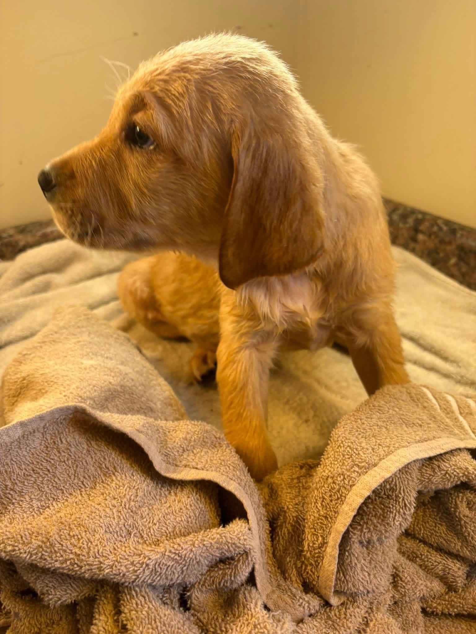 Red Collar(Tod) Golden Retriever Puppy Gallery Image 3
