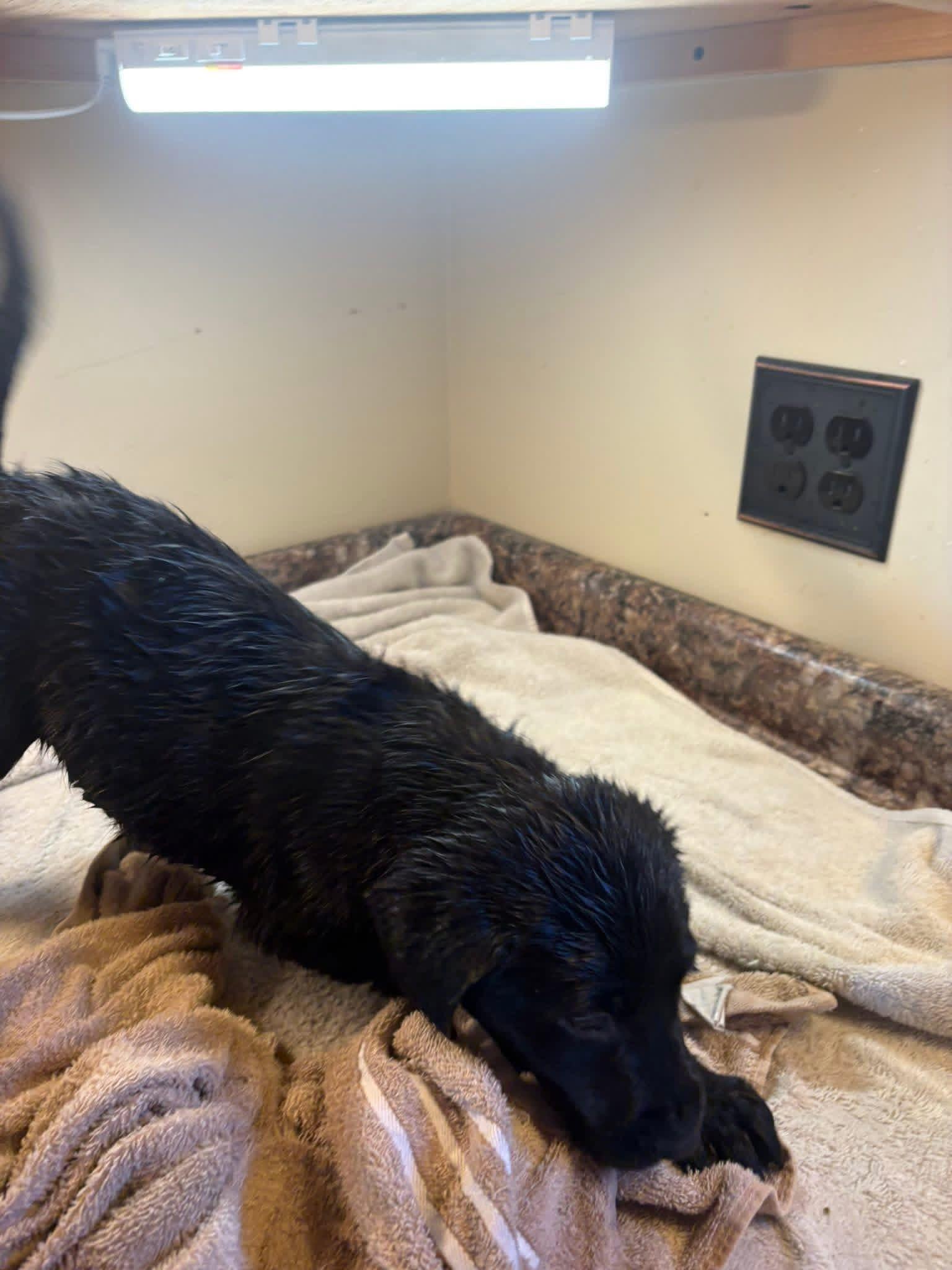 Elite Golden Retriever - Yellow collar - Wexler's Retrievers