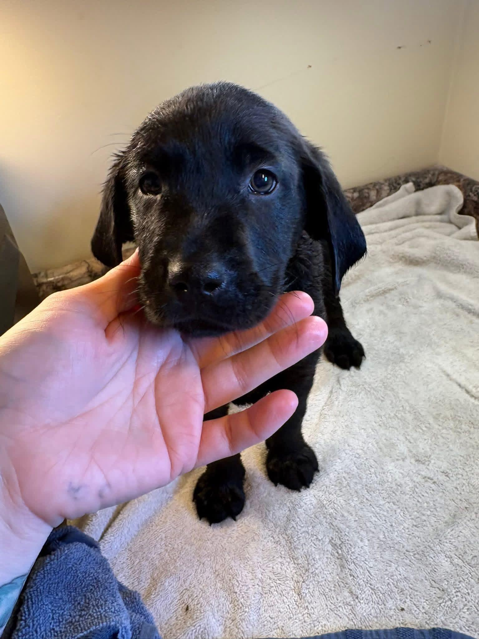 Yellow collar Golden Retriever Puppy Gallery Image 2