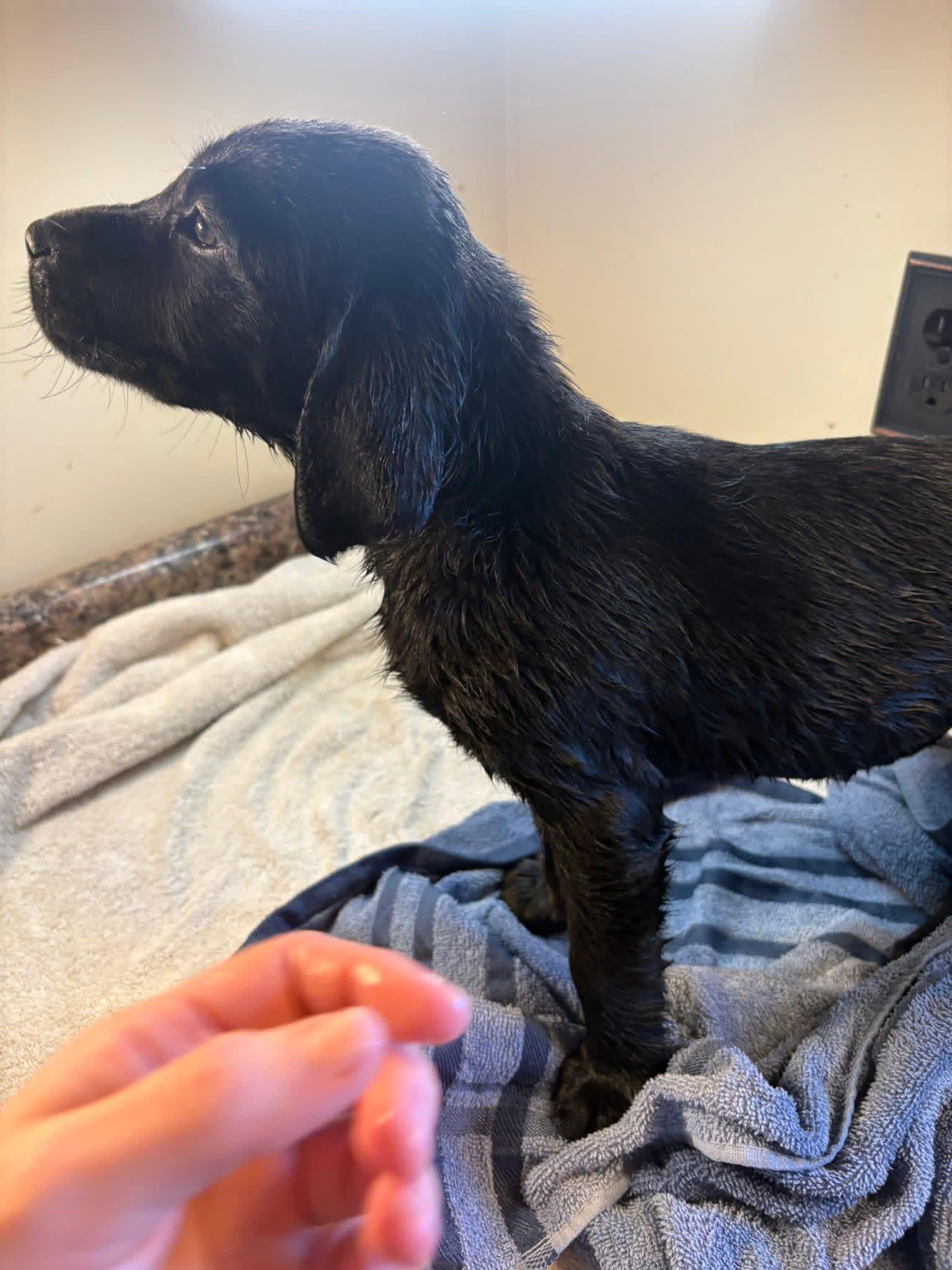 Yellow collar Golden Retriever Puppy Gallery Image 3