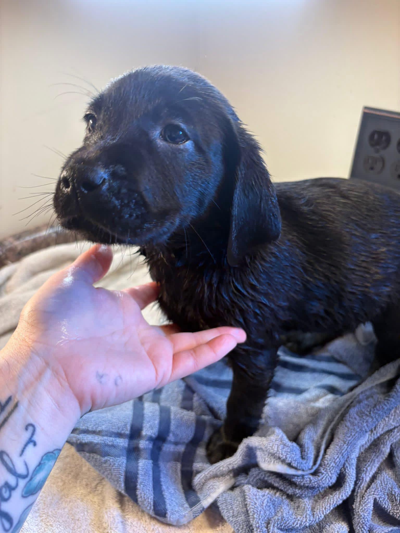 Yellow collar Golden Retriever Puppy Gallery Image 4