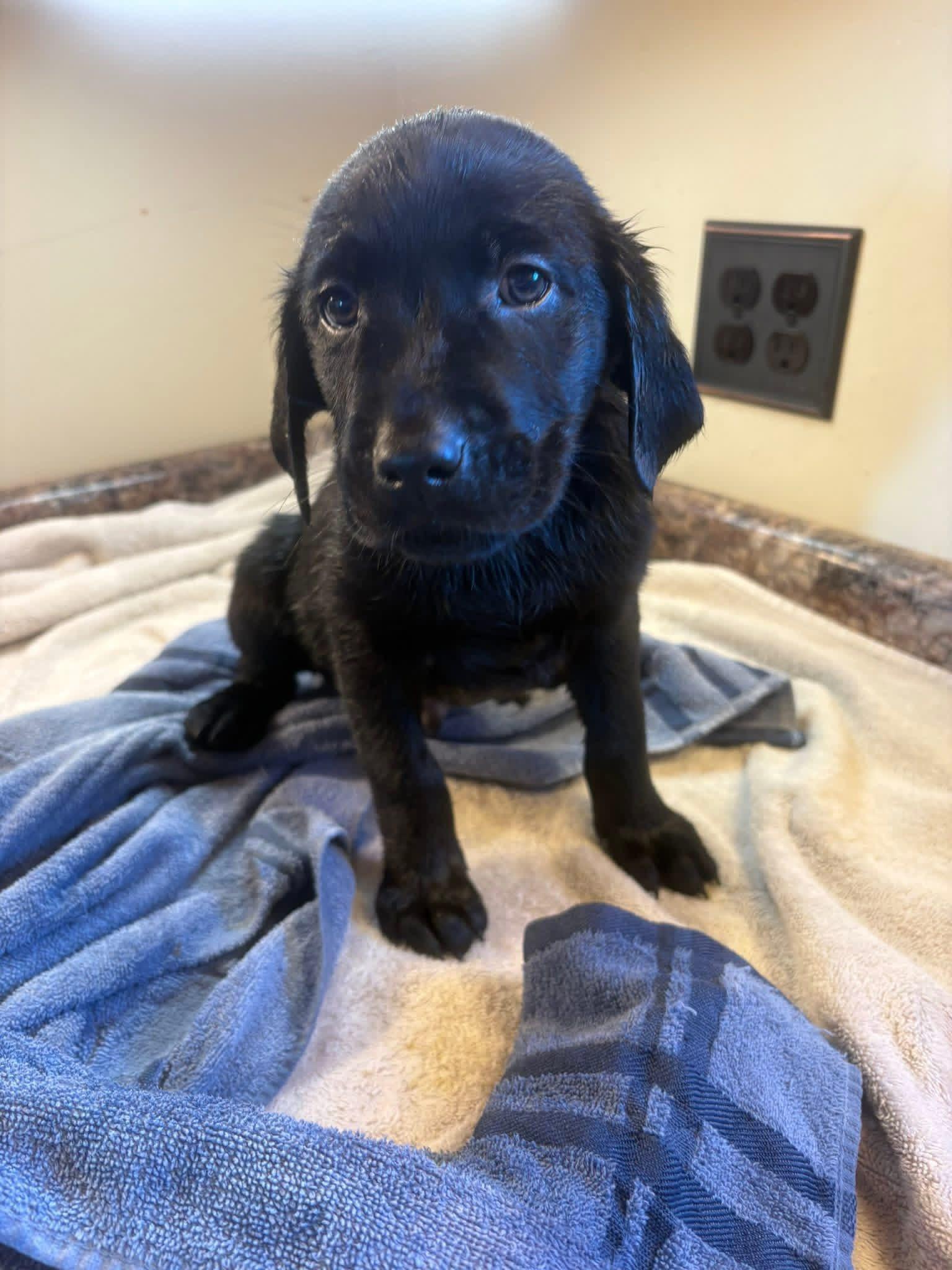 Yellow collar Golden Retriever Puppy Gallery Image 6