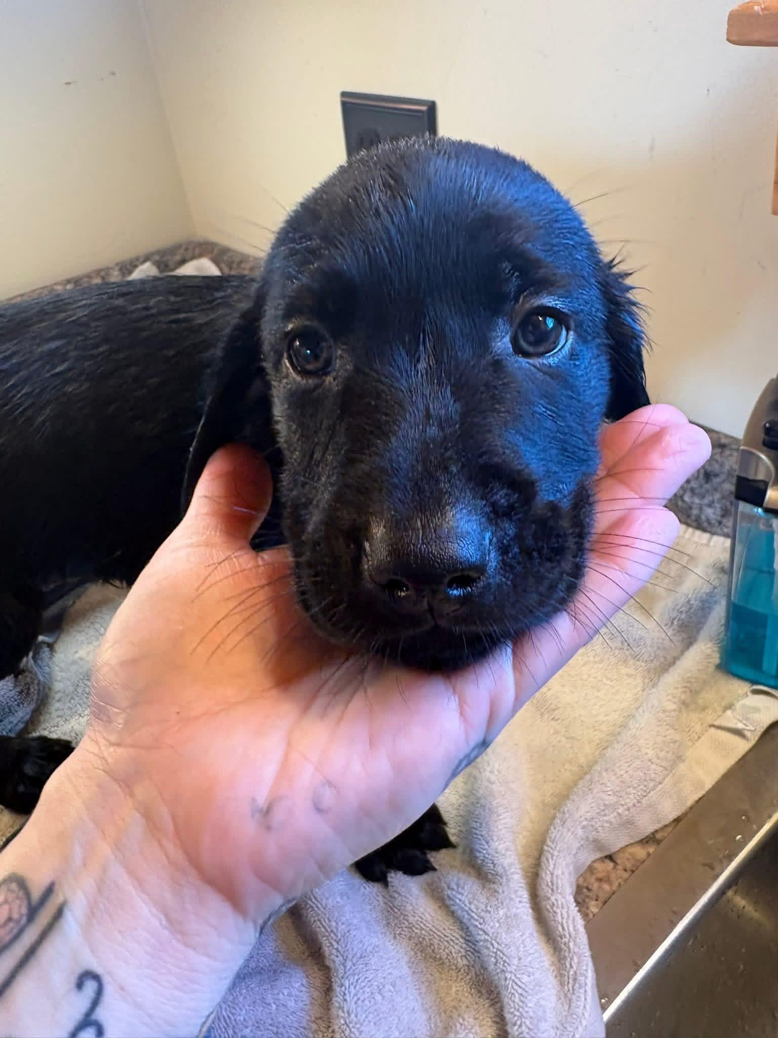 Yellow collar Golden Retriever Puppy Gallery Image 7