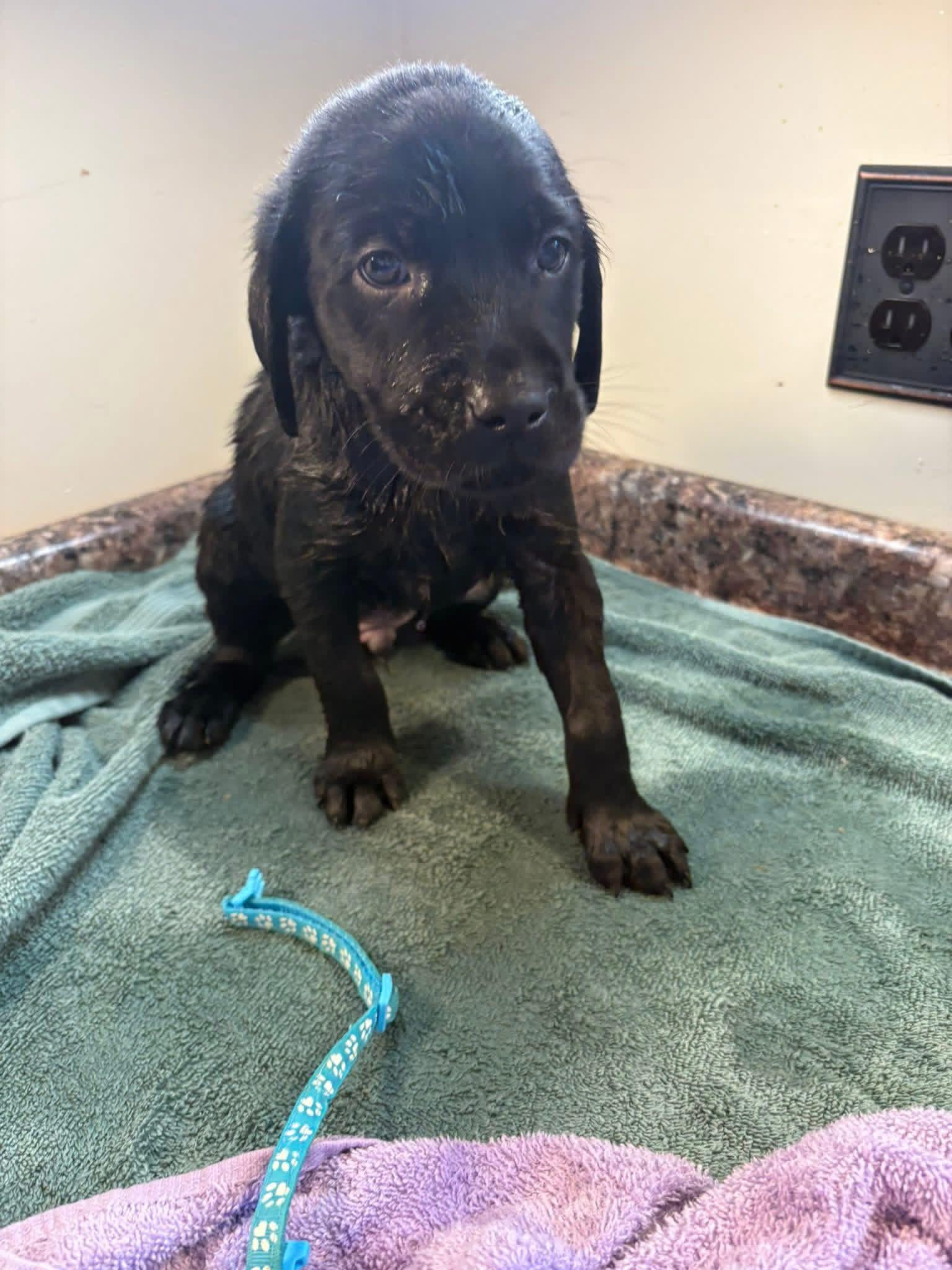 Elite Golden Retriever - Light blue - Wexler's Retrievers