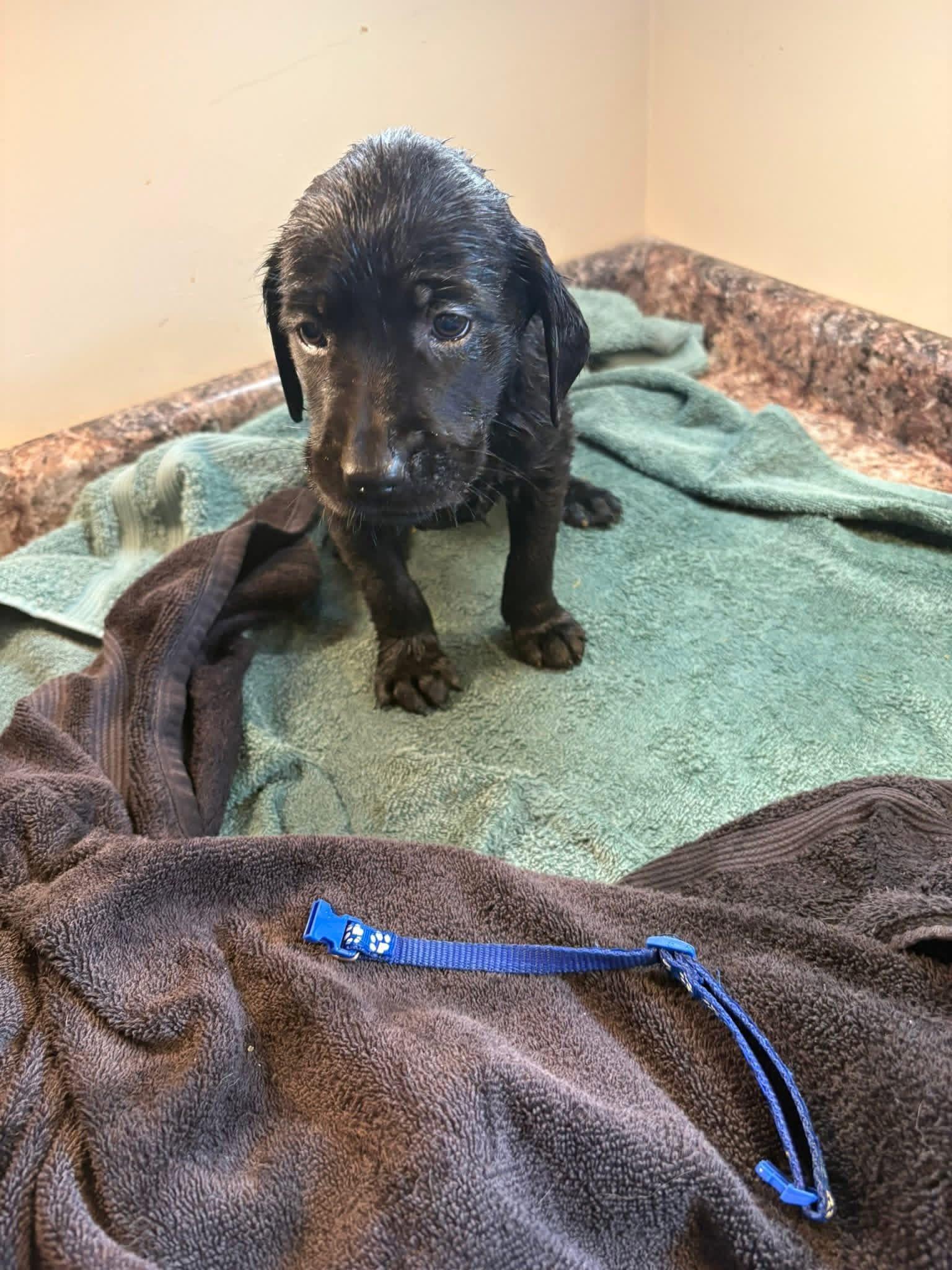 Elite Golden Retriever - Dark Blue - Wexler's Retrievers