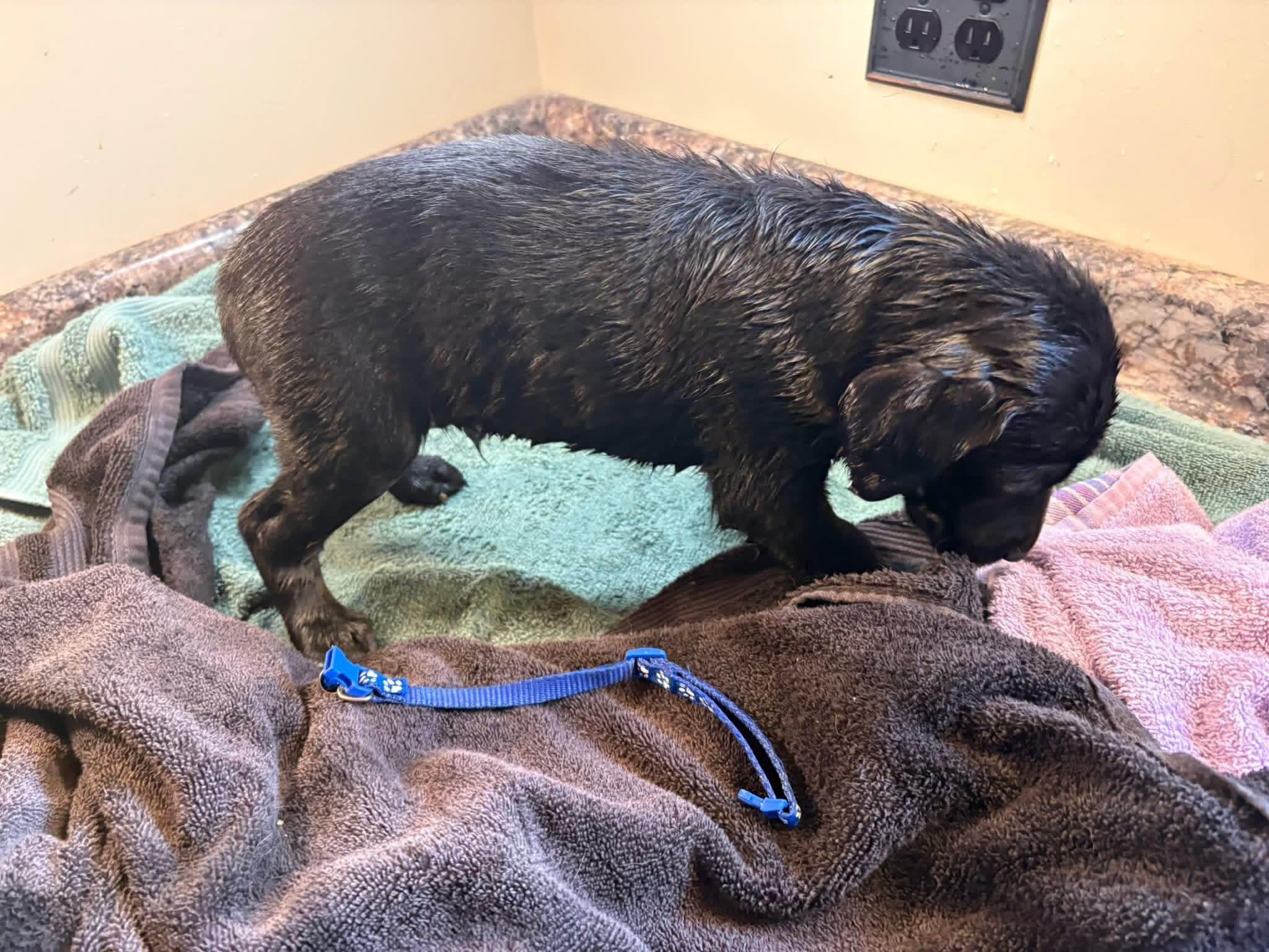 Dark Blue Golden Retriever Puppy Gallery Image 2