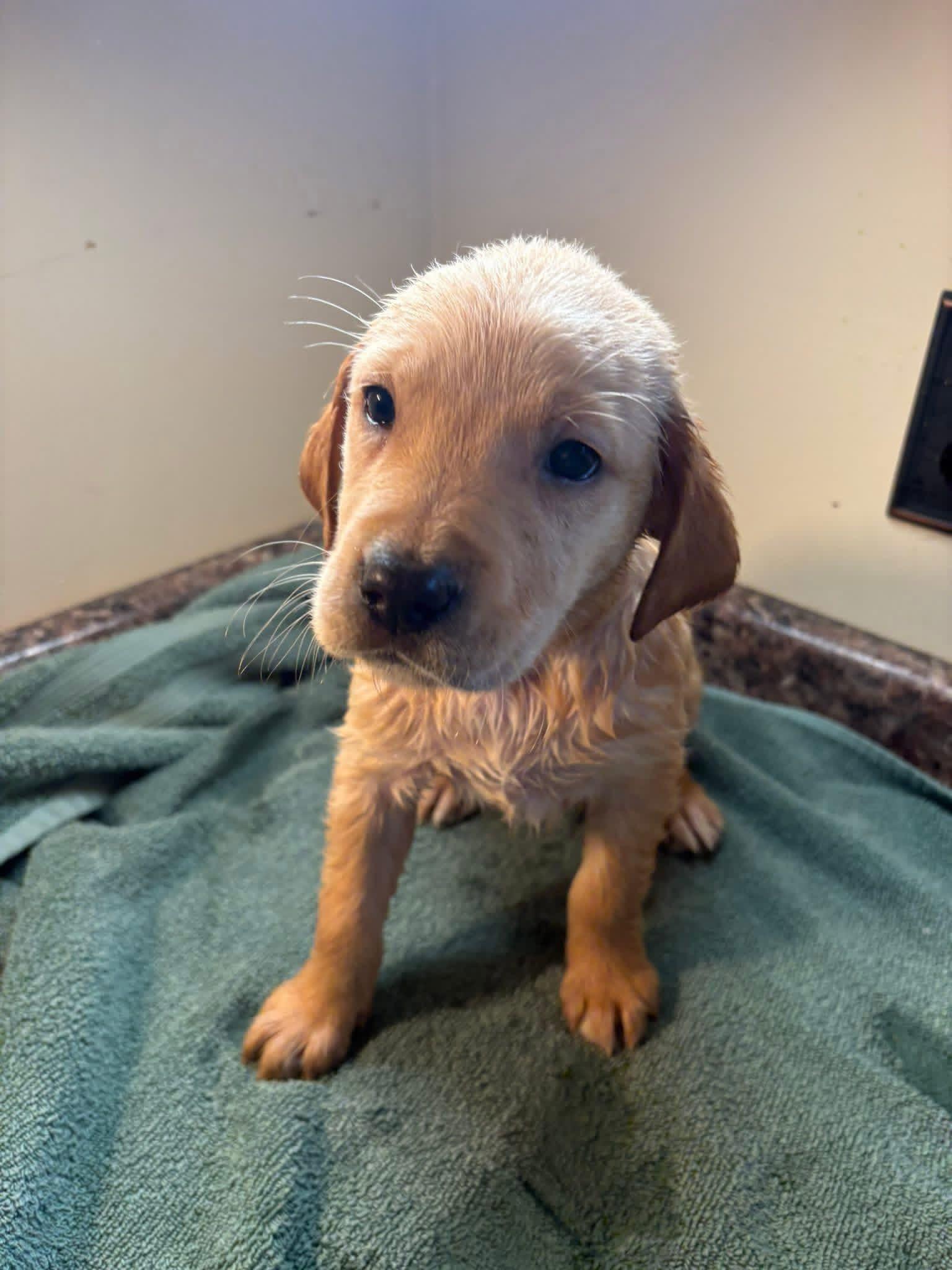 Elite Golden Retriever - Green - Wexler's Retrievers