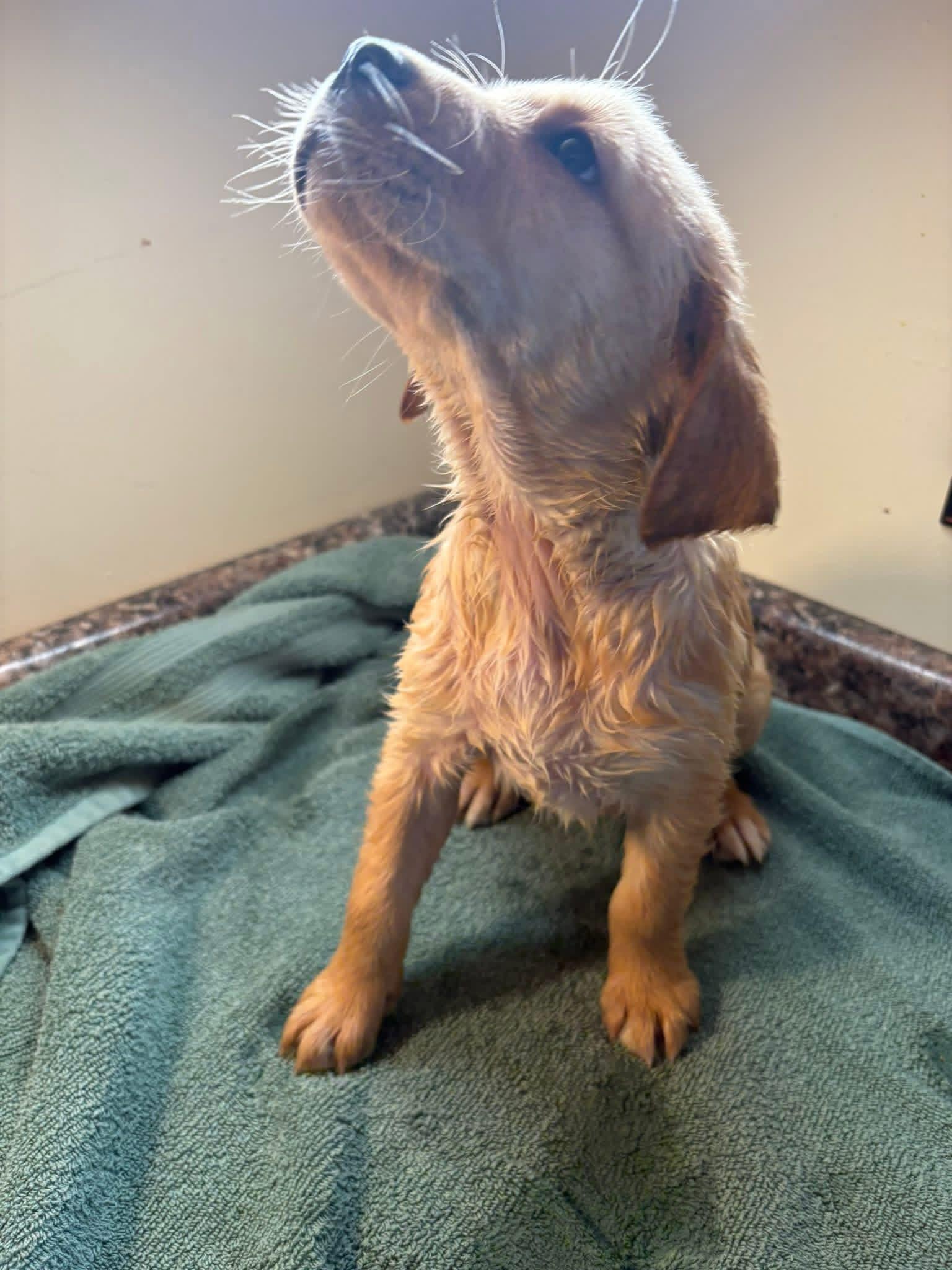 Green Golden Retriever Puppy Gallery Image 2