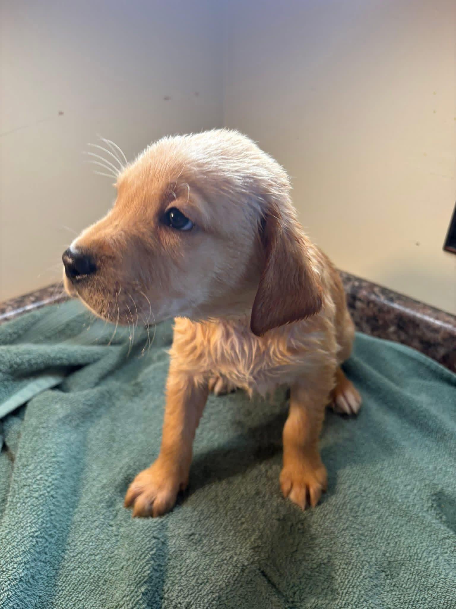 Green Golden Retriever Puppy Gallery Image 3