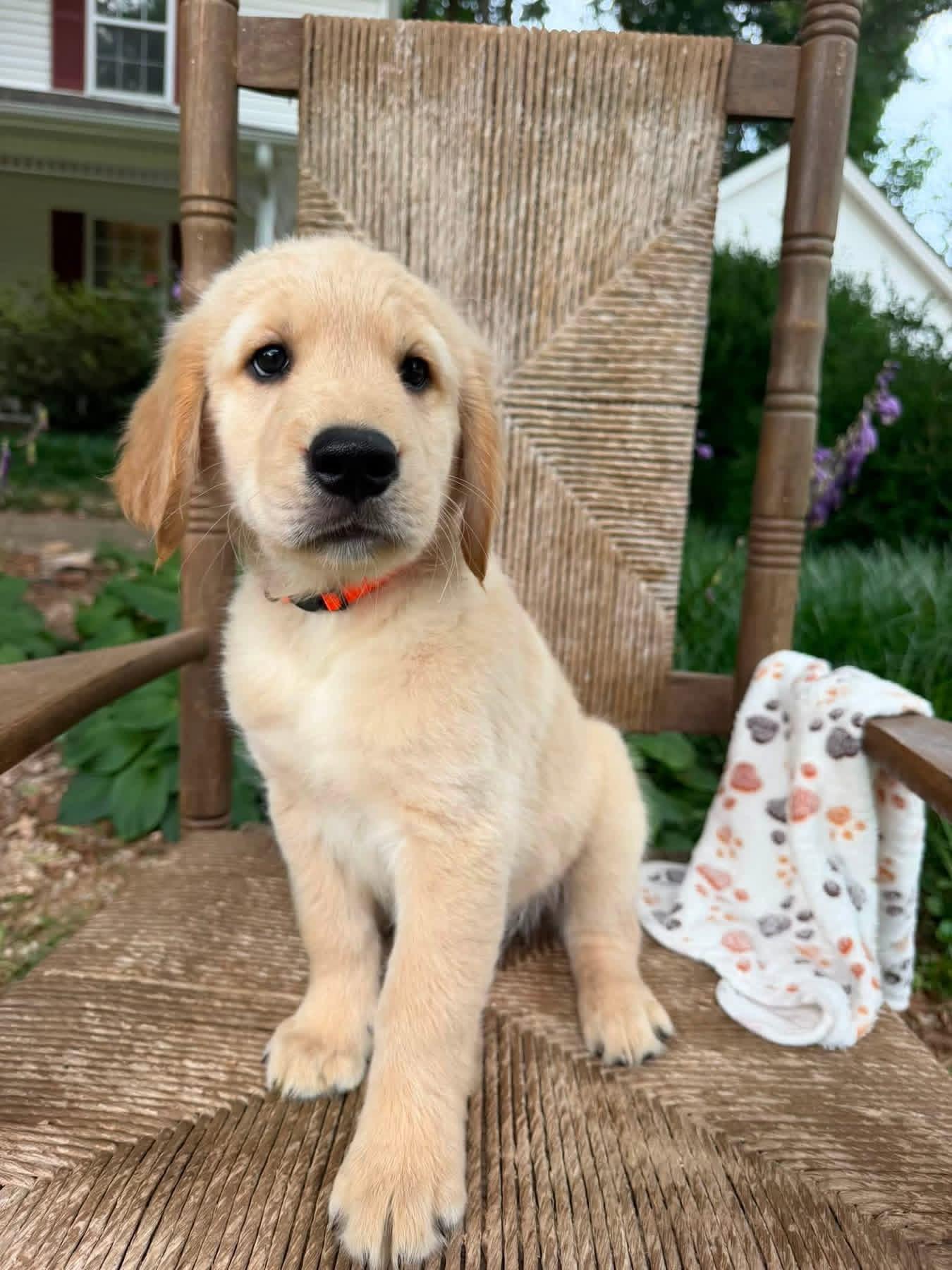 Available Golden Retriever puppy - Pearl - Wexler's Retrievers