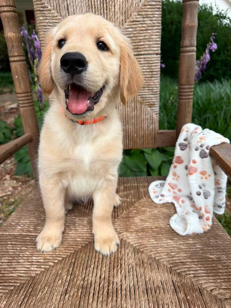 Pearl Golden Retriever Puppy Gallery Image 2