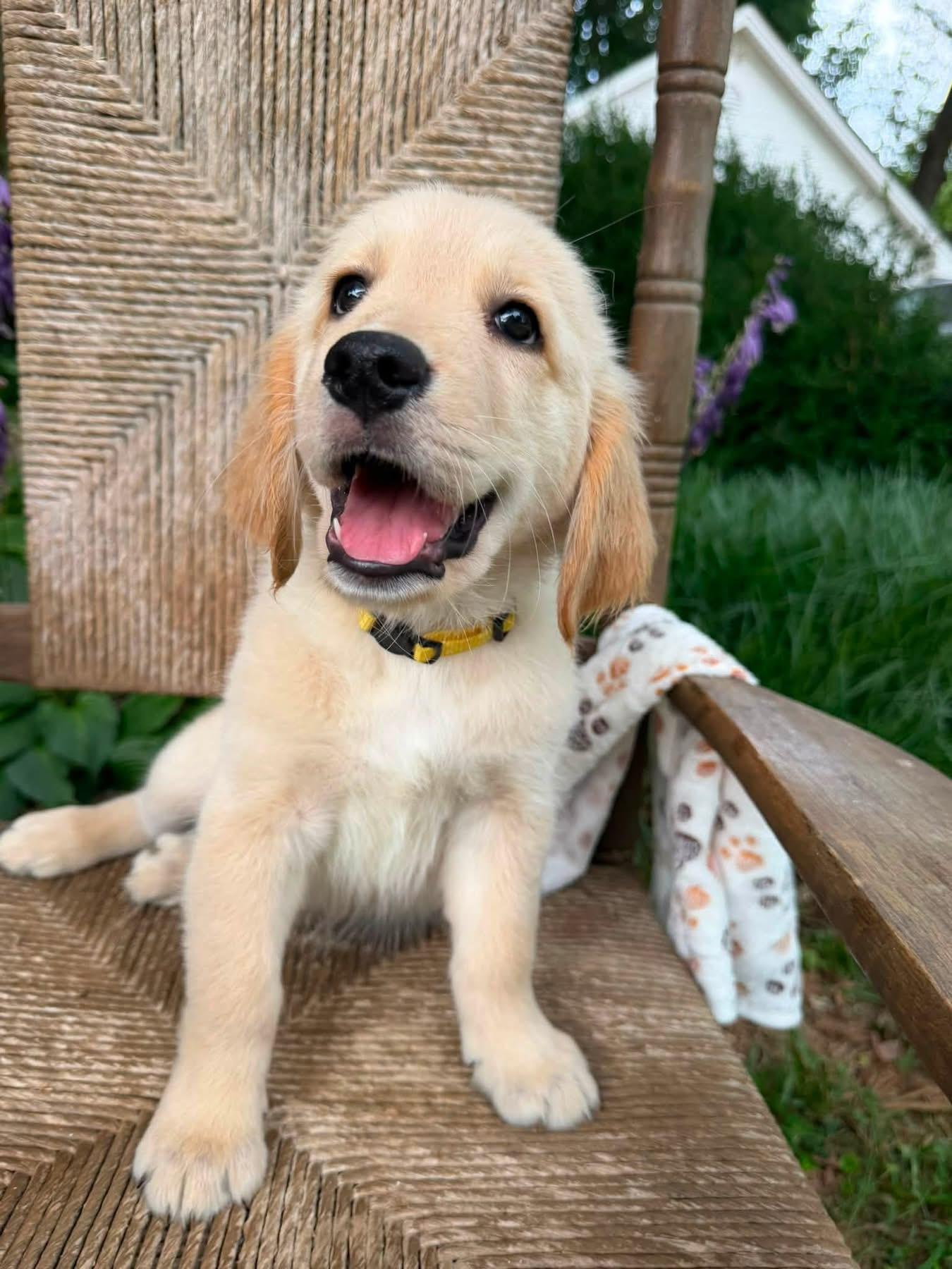 Aurelia - Golden Retriever
