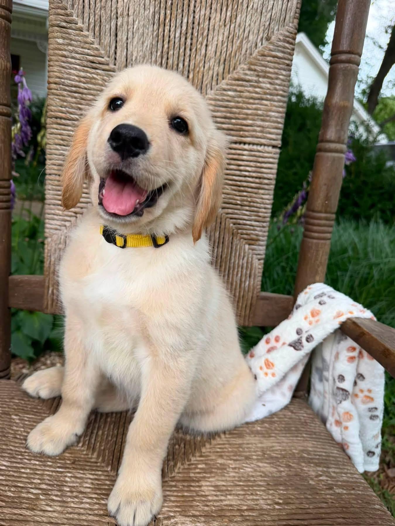 Aurelia Golden Retriever Puppy Gallery Image 2