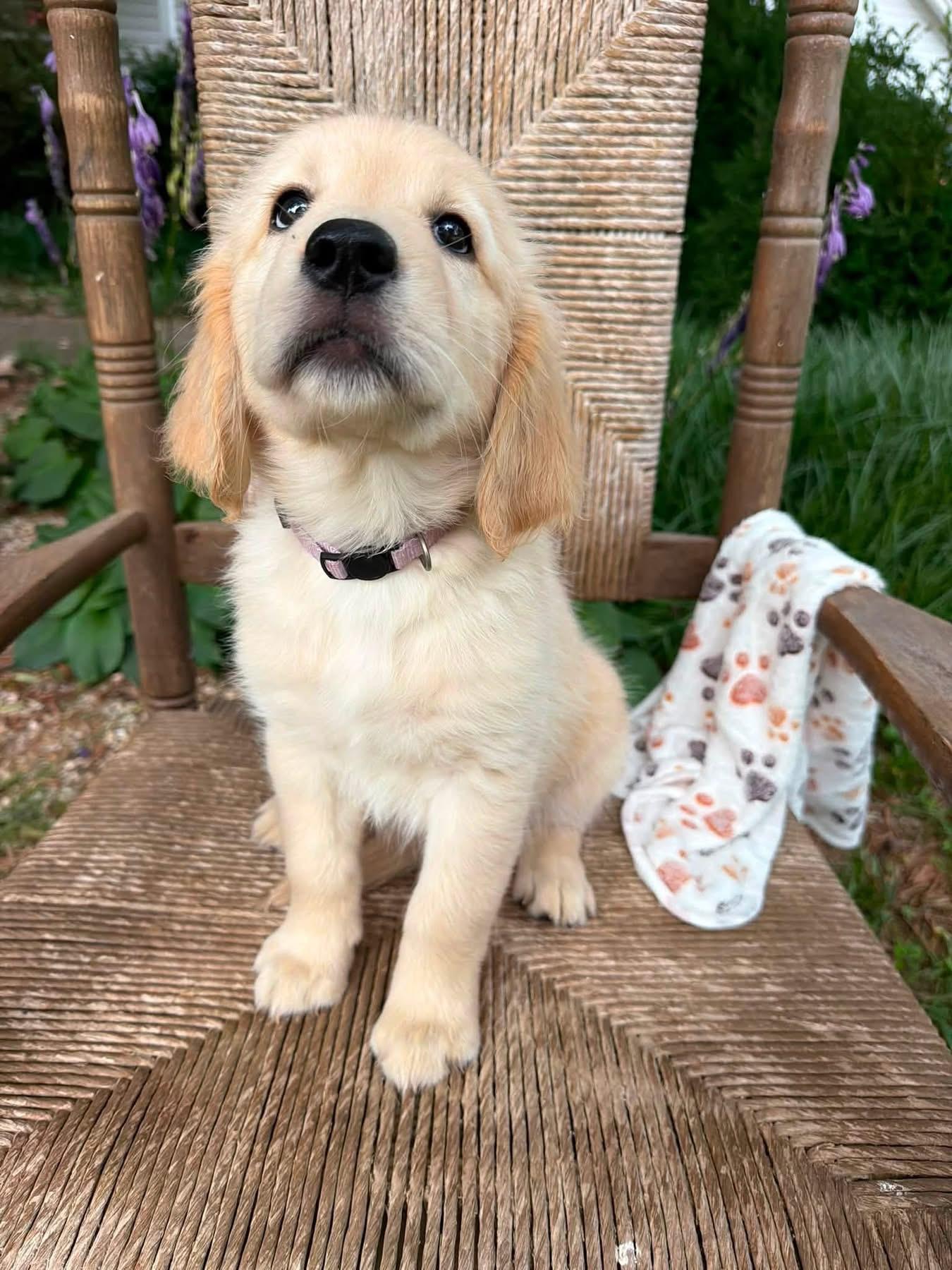 Available Golden Retriever puppy - Violet - Wexler's Retrievers