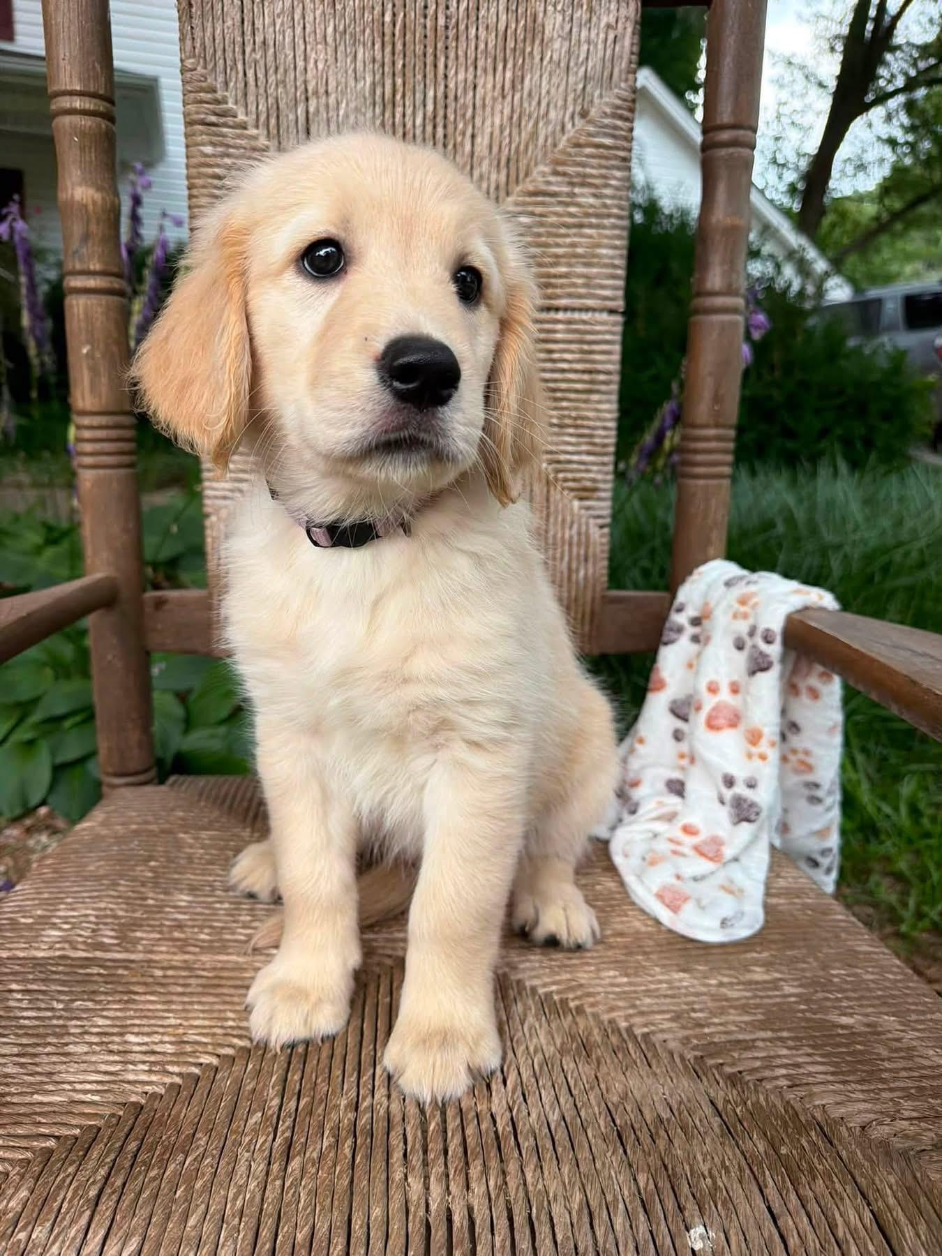 Violet Golden Retriever Puppy Gallery Image 2