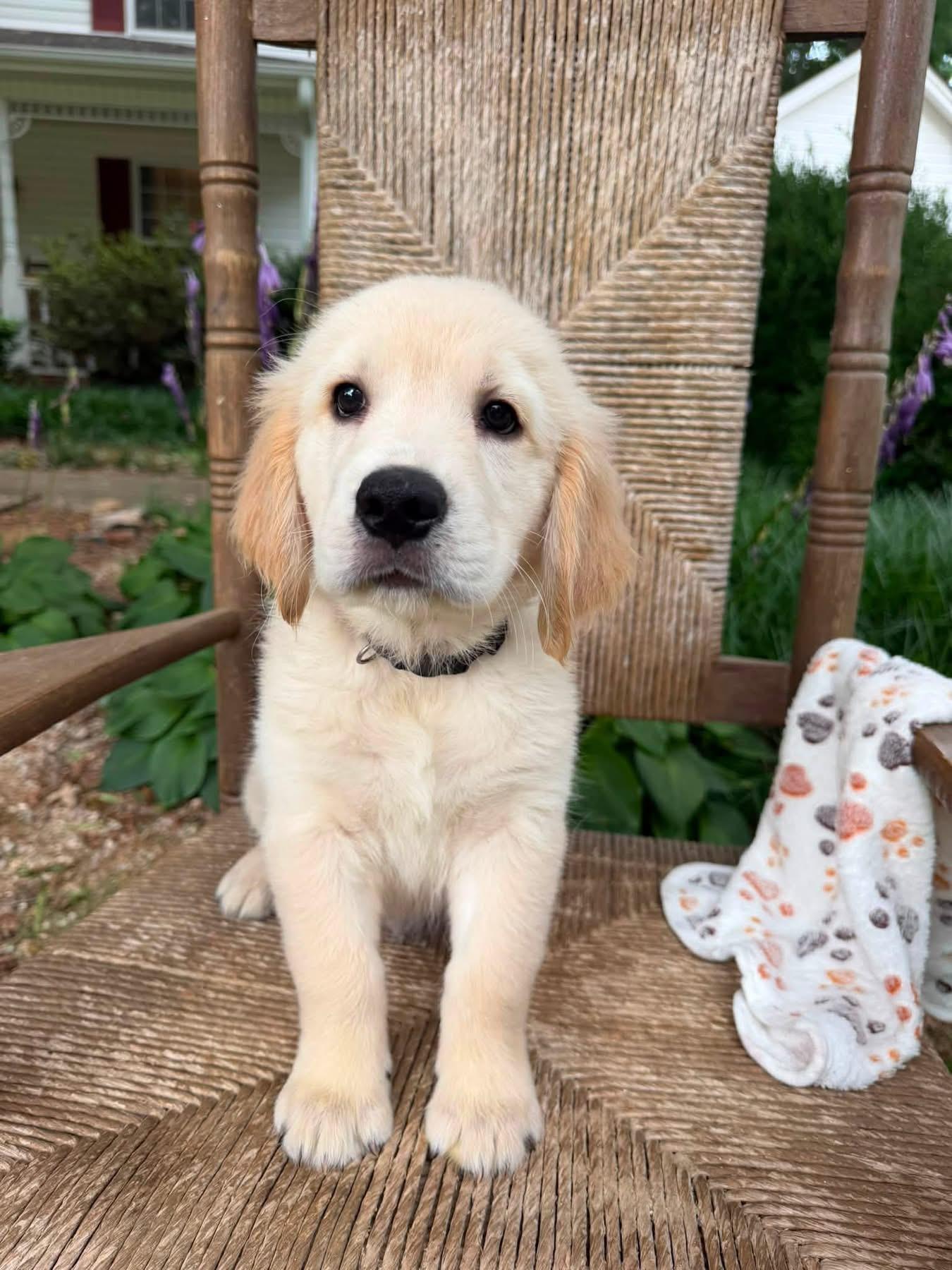 Oliver - Golden Retriever