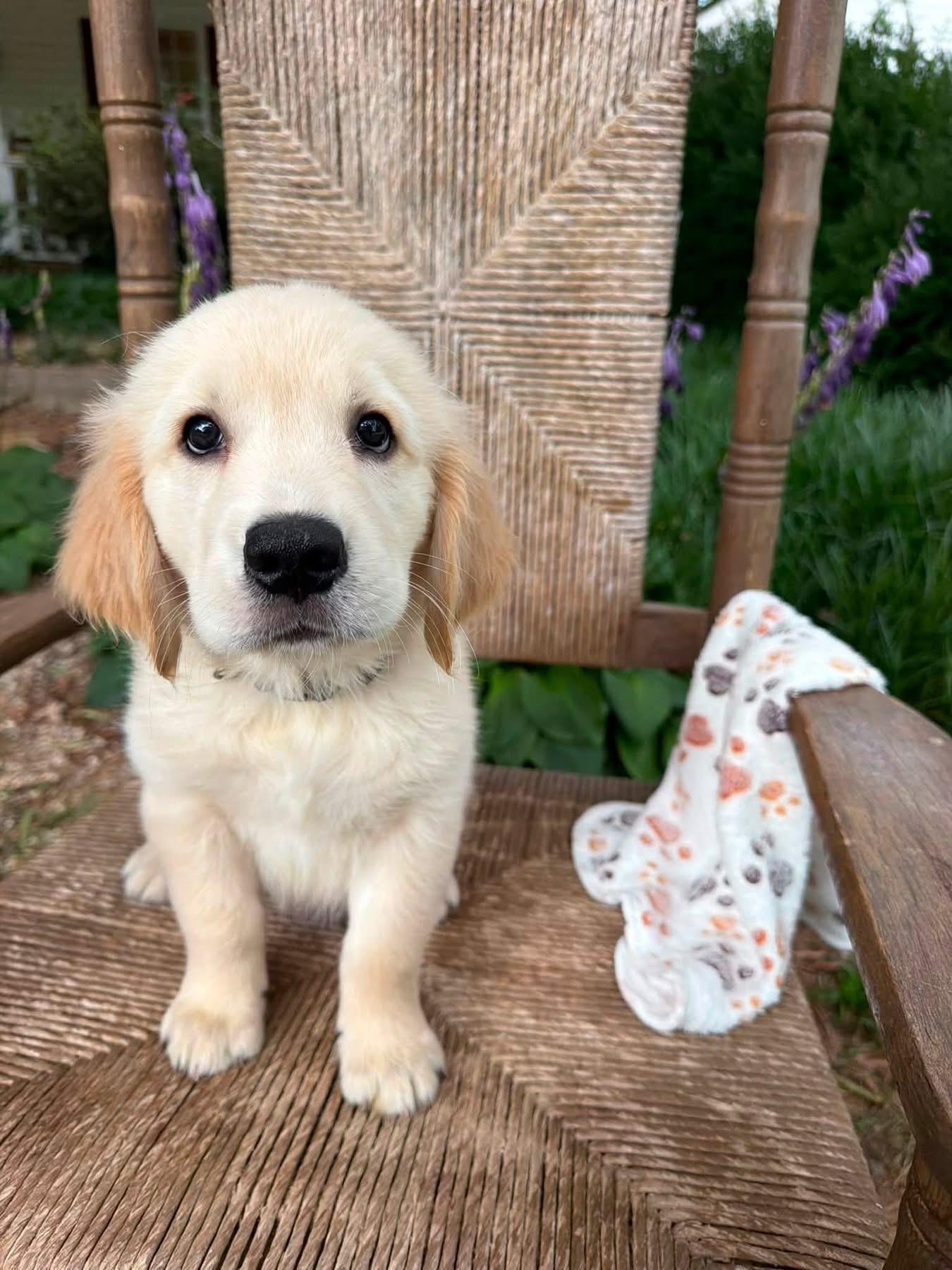Oliver Golden Retriever Puppy Gallery Image 2