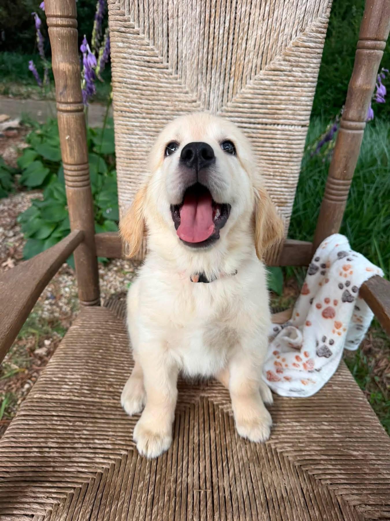 Pink Collar - Golden Retriever