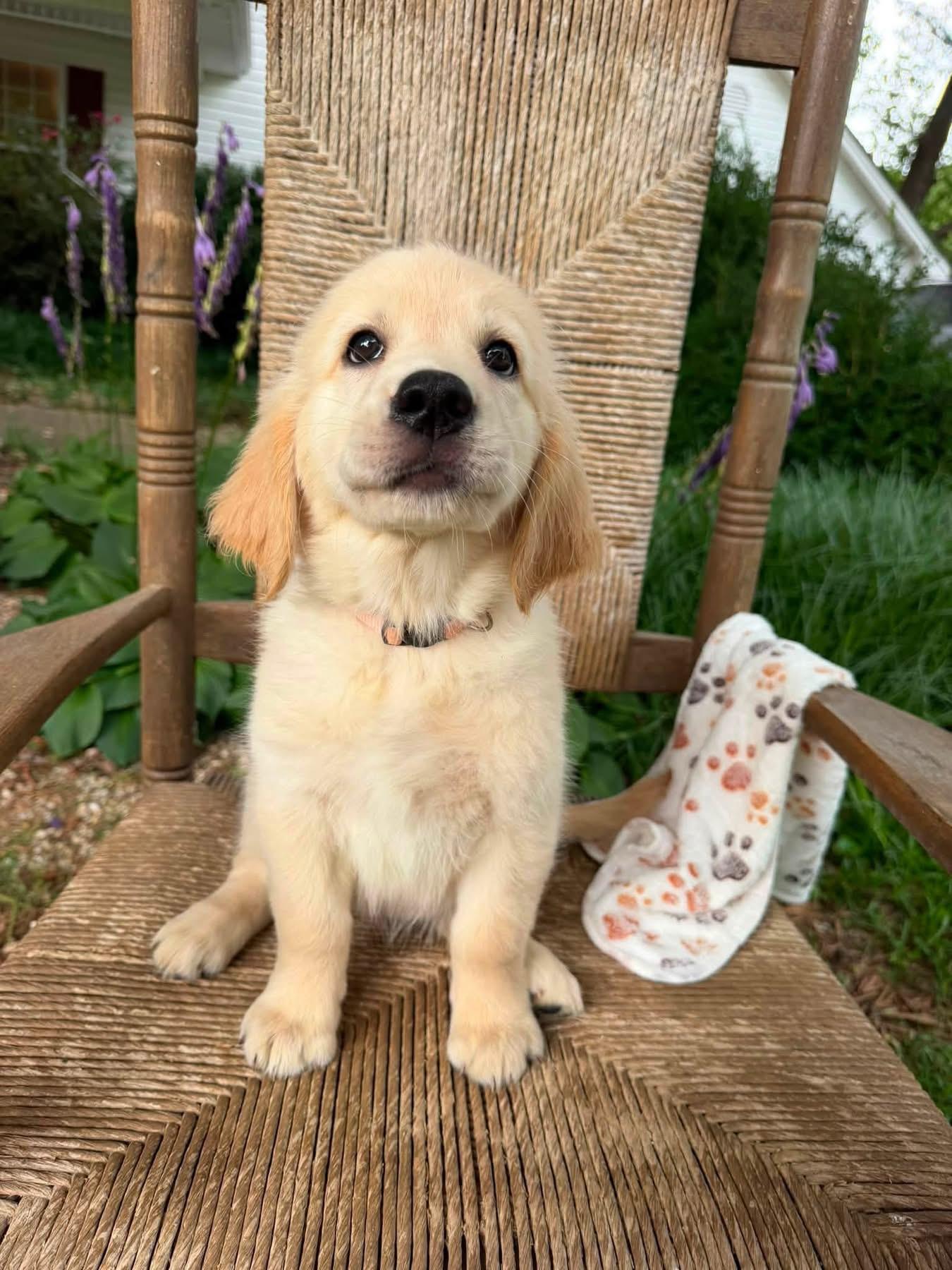 Pink Collar Golden Retriever Puppy Gallery Image 2